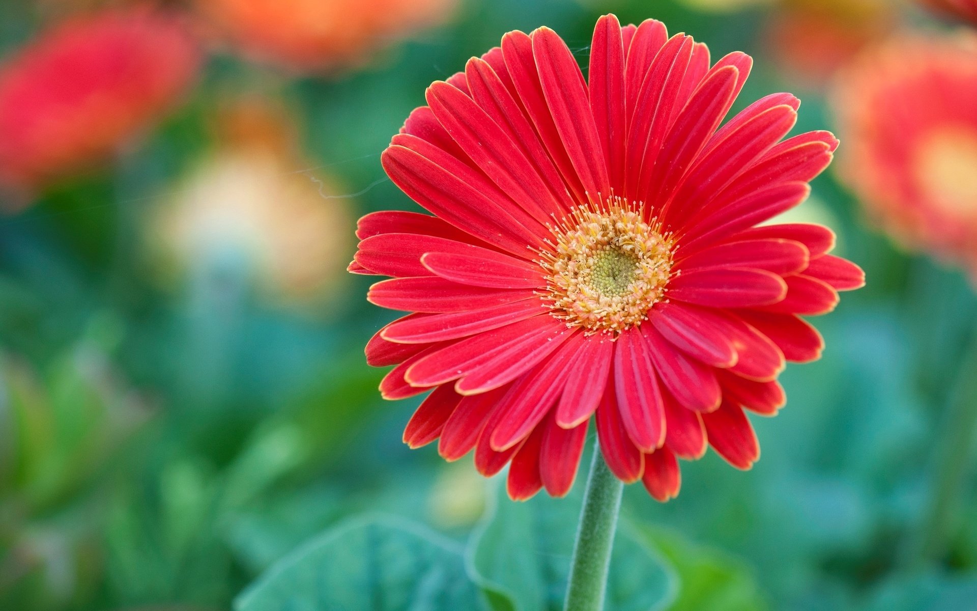 Обои макро, цветок, лепестки, красная, размытость, гербера, macro, flower, petals, red, blur, gerbera разрешение 2048x1360 Загрузить