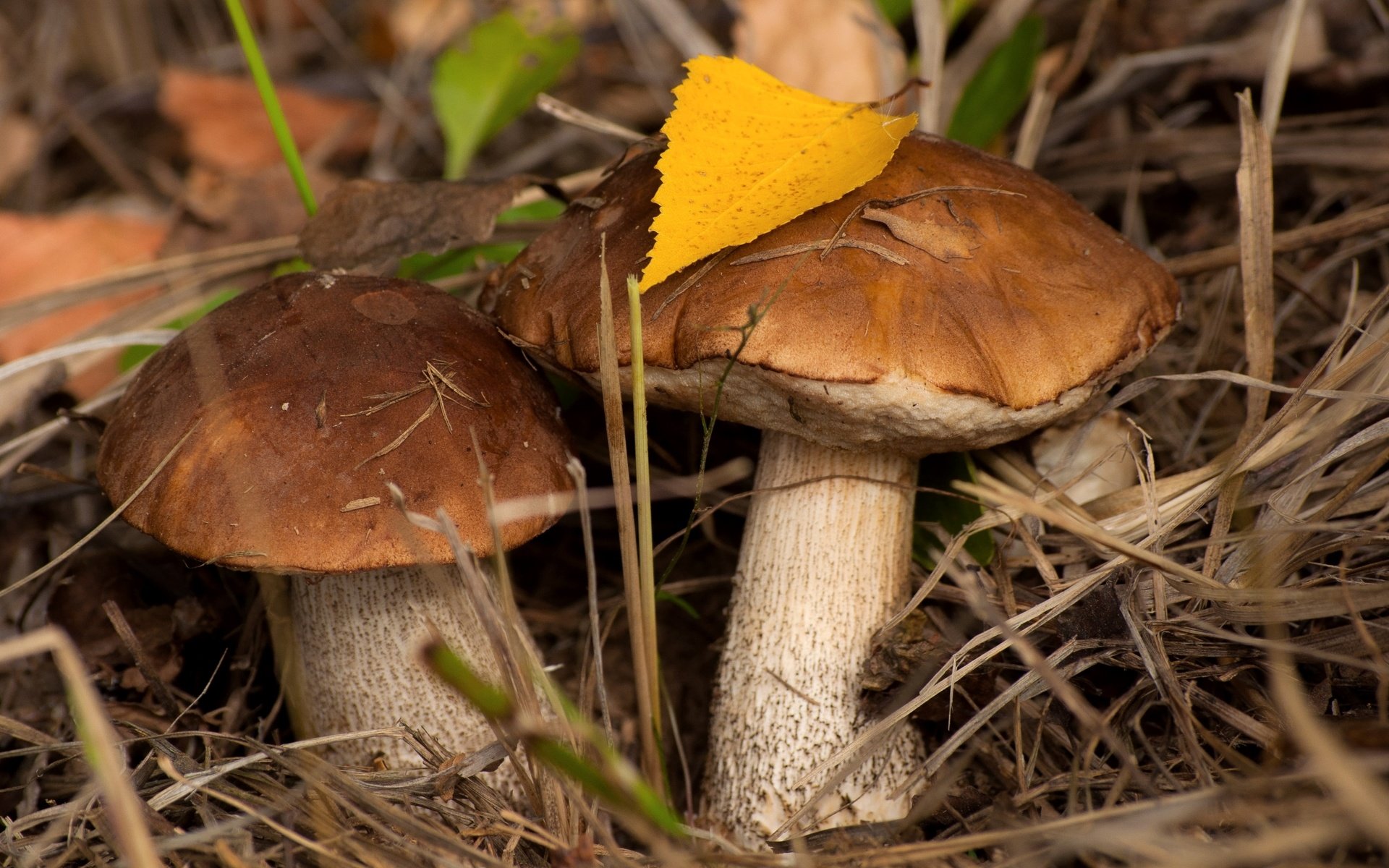 Обои осень, грибы, пара, подберезовик, подберезовики, autumn, mushrooms, pair, boletus, birch разрешение 2400x1594 Загрузить