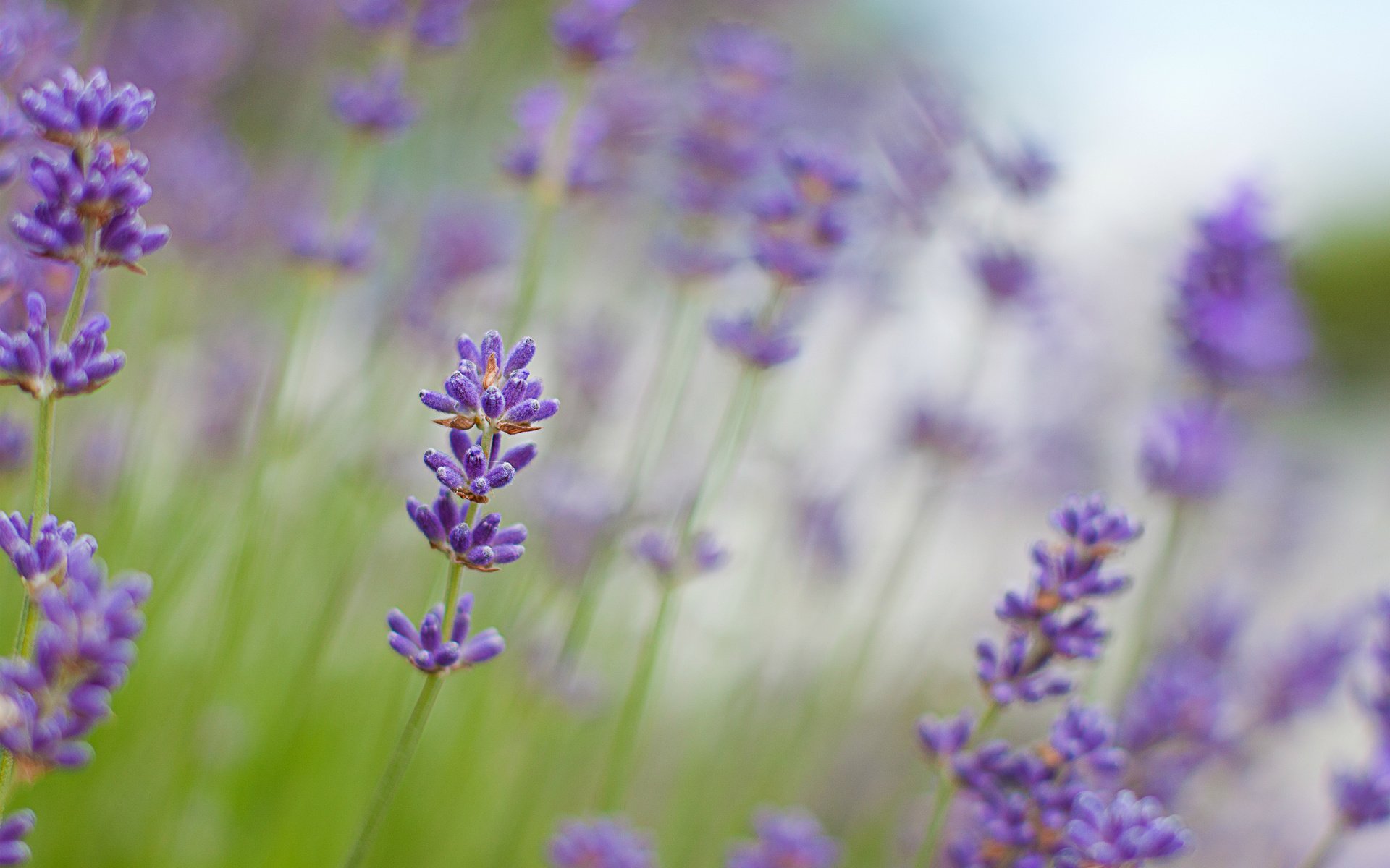 Обои цветы, макро, лаванда, размытость, сиреневые, flowers, macro, lavender, blur, lilac разрешение 2560x1670 Загрузить