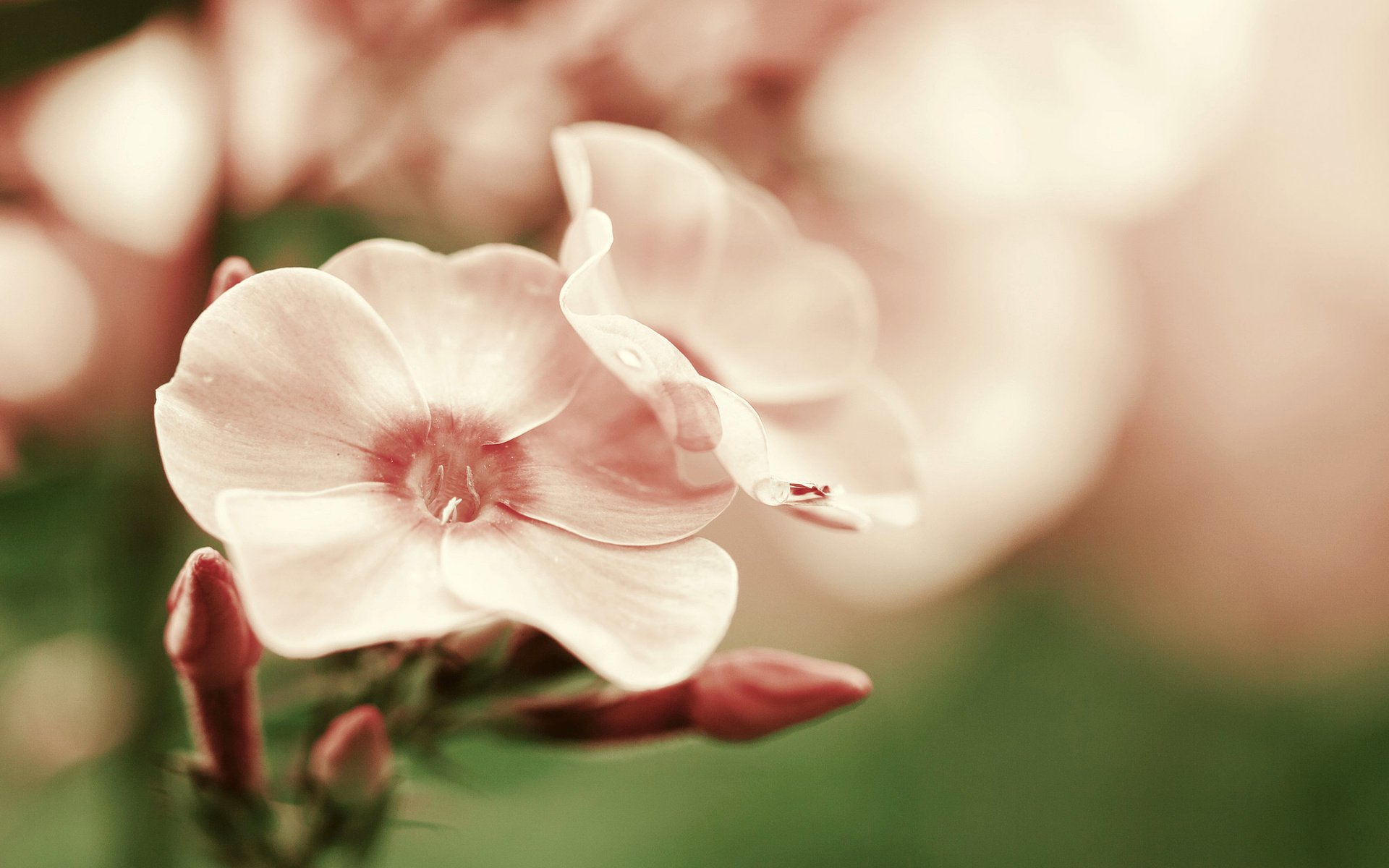 Обои цветок, лепестки, розовые, гортензия, flower, petals, pink, hydrangea разрешение 2048x1365 Загрузить