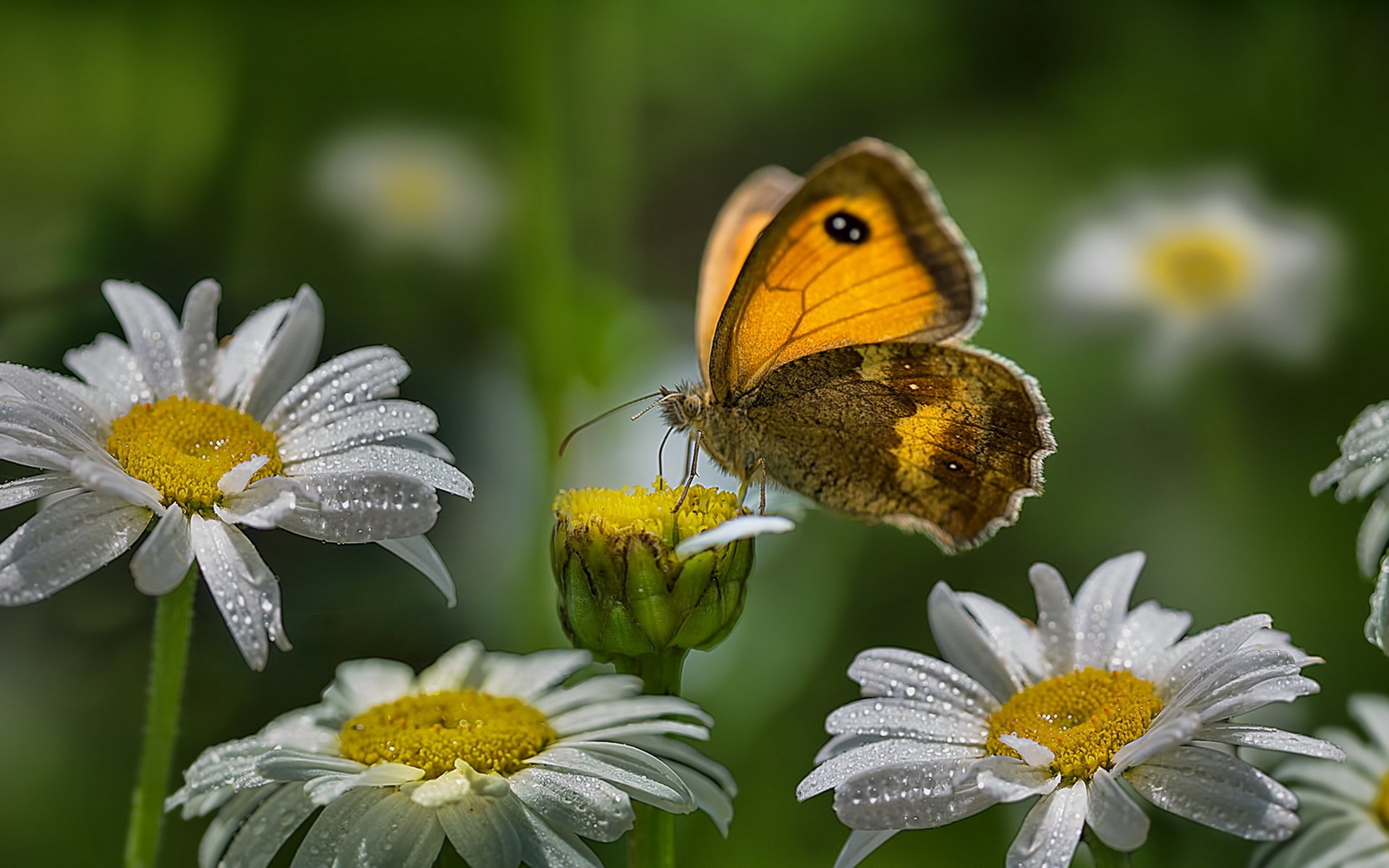 Обои цветы, насекомое, капли, лето, бабочка, крылья, ромашки, flowers, insect, drops, summer, butterfly, wings, chamomile разрешение 2560x1440 Загрузить