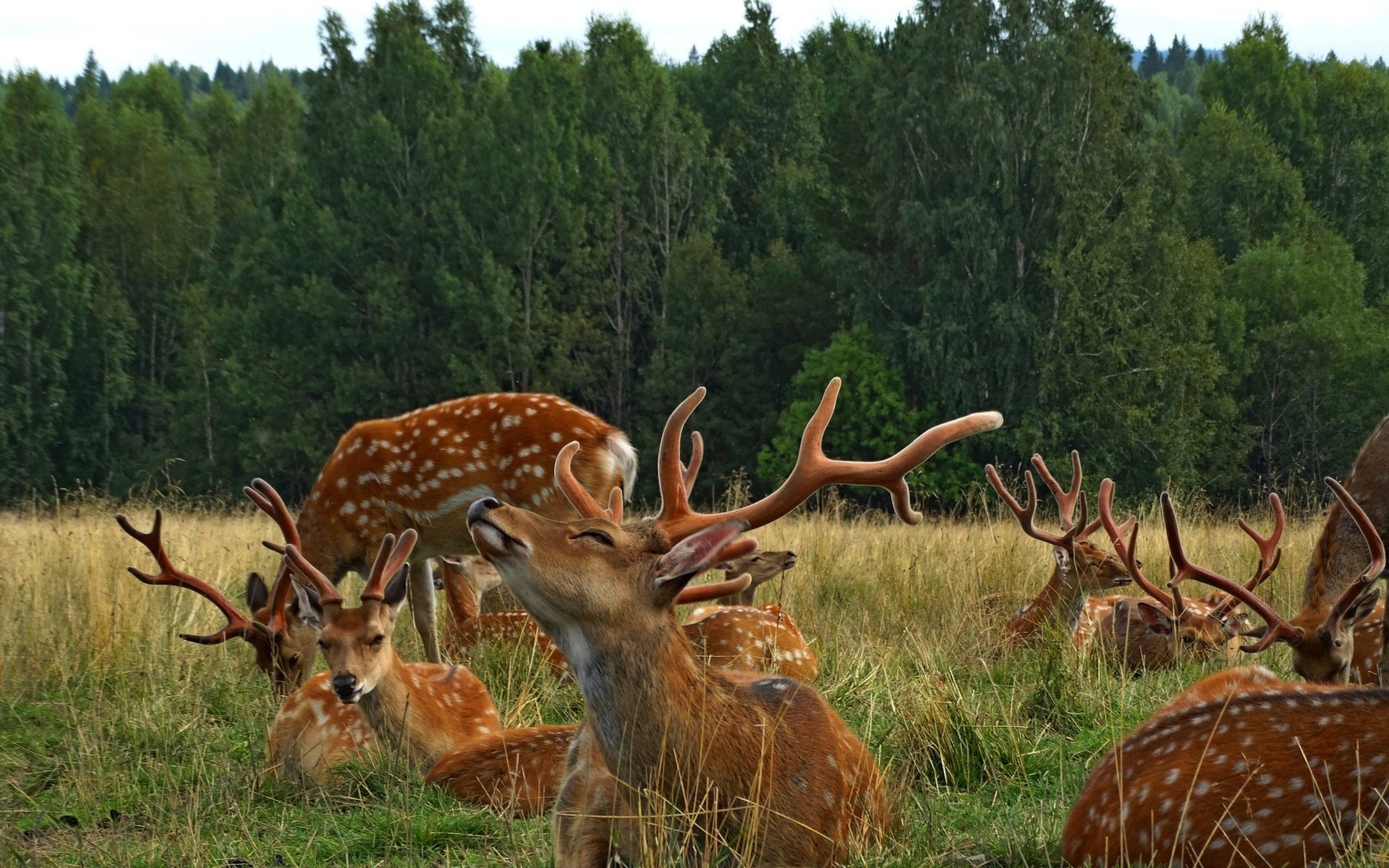 Обои трава, природа, рога, олени, grass, nature, horns, deer разрешение 2560x1920 Загрузить