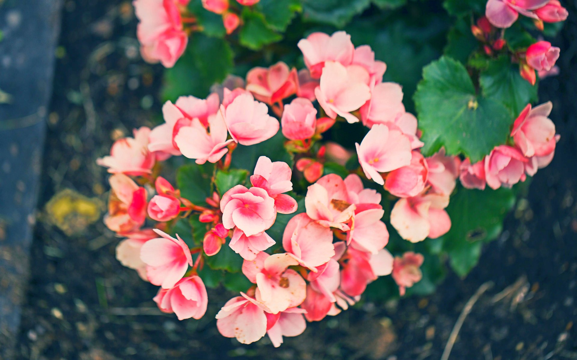 Обои цветы, лепестки, розовые, flowers, petals, pink разрешение 2048x1365 Загрузить