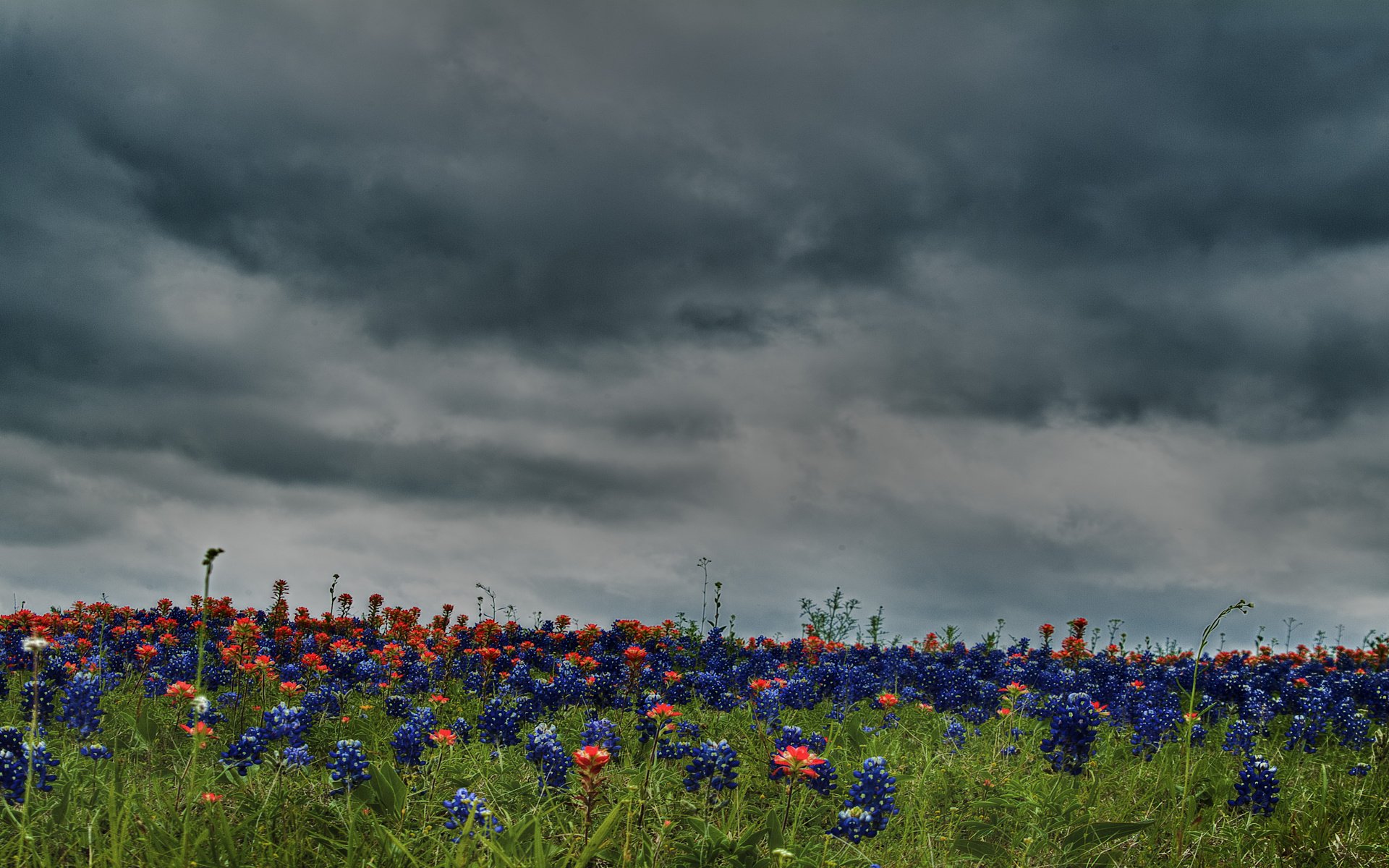 Обои небо, цветы, облака, природа, поле, луг, the sky, flowers, clouds, nature, field, meadow разрешение 4736x2848 Загрузить