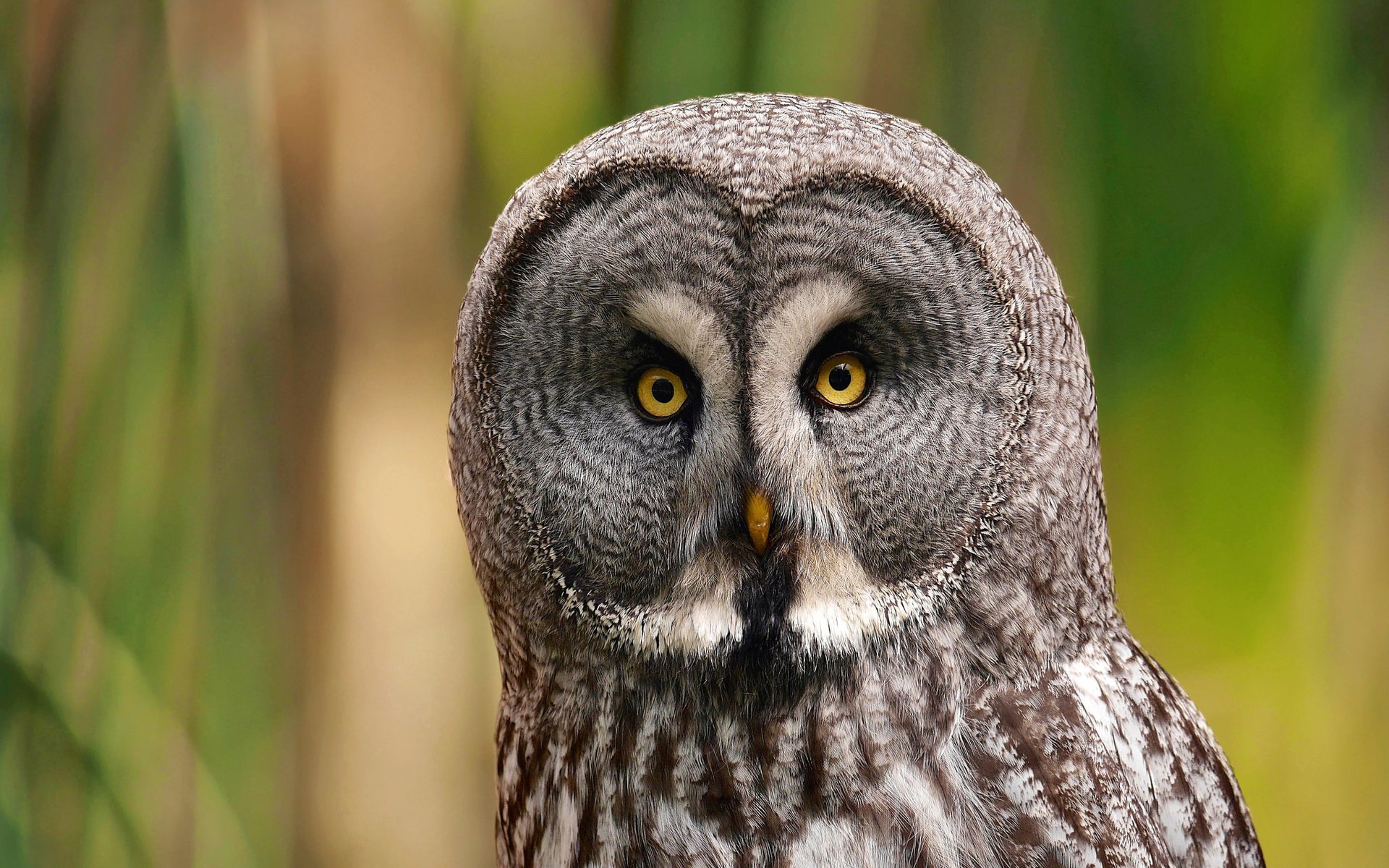 Обои сова, портрет, взгляд, птица, хищница, бородатая неясыть, strix nebulosa, owl, portrait, look, bird, predator, great grey owl разрешение 2048x1365 Загрузить