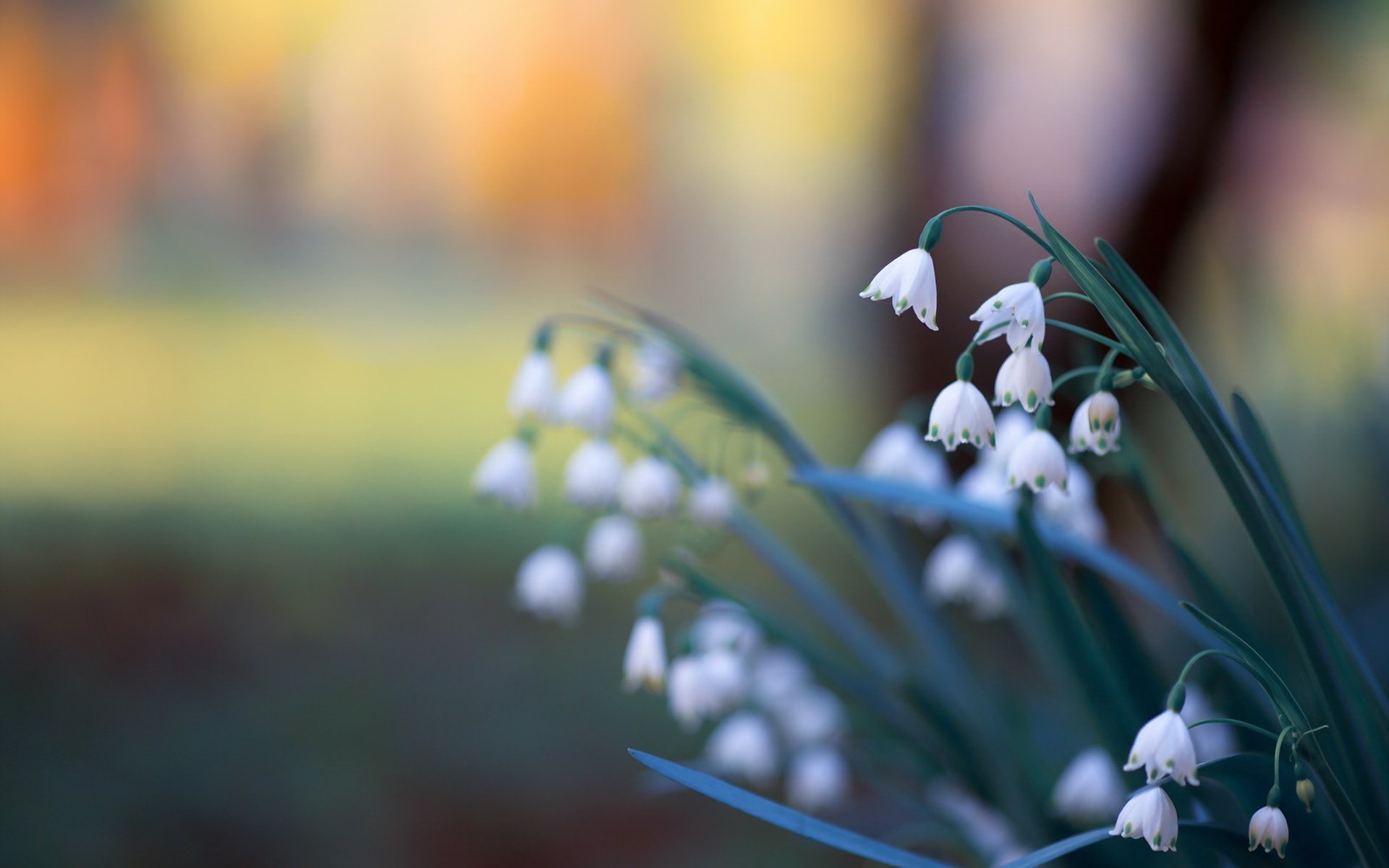 Обои цветы, природа, фон, ландыши, весна, flowers, nature, background, lilies of the valley, spring разрешение 1920x1279 Загрузить