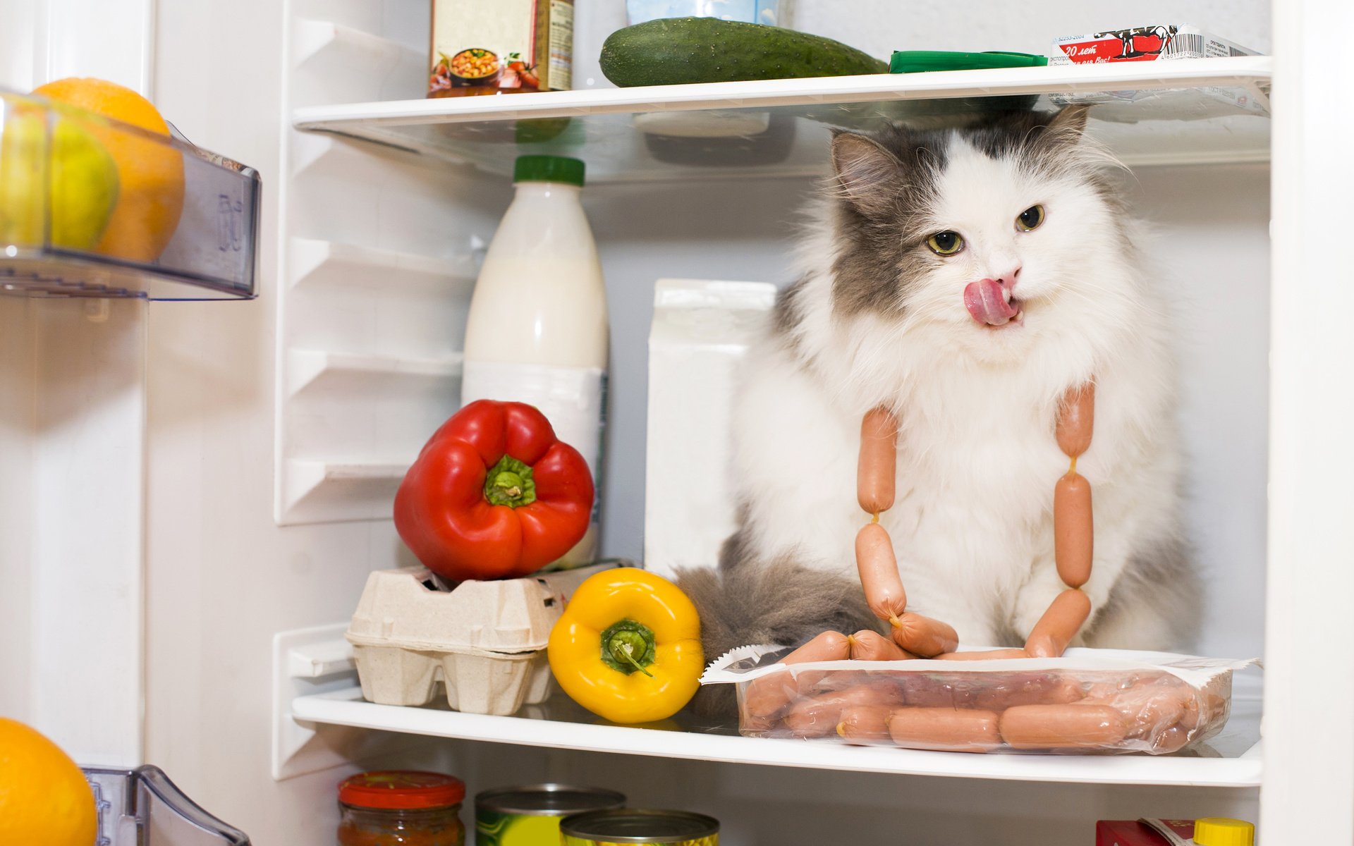 Обои кот, кошка, холодильник, продукты, перец, сосиски, cat, refrigerator, products, pepper, sausage разрешение 3600x2395 Загрузить