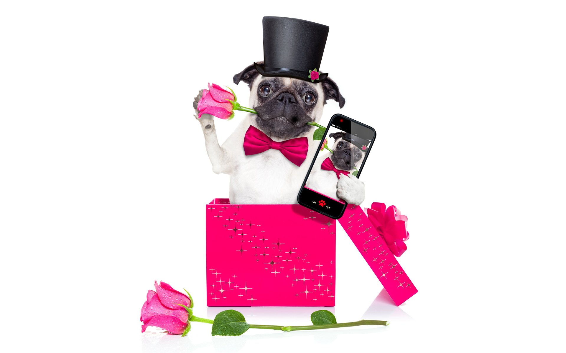 Обои розы, собака, телефон, мопс, roses, dog, phone, pug разрешение 6000x4000 Загрузить