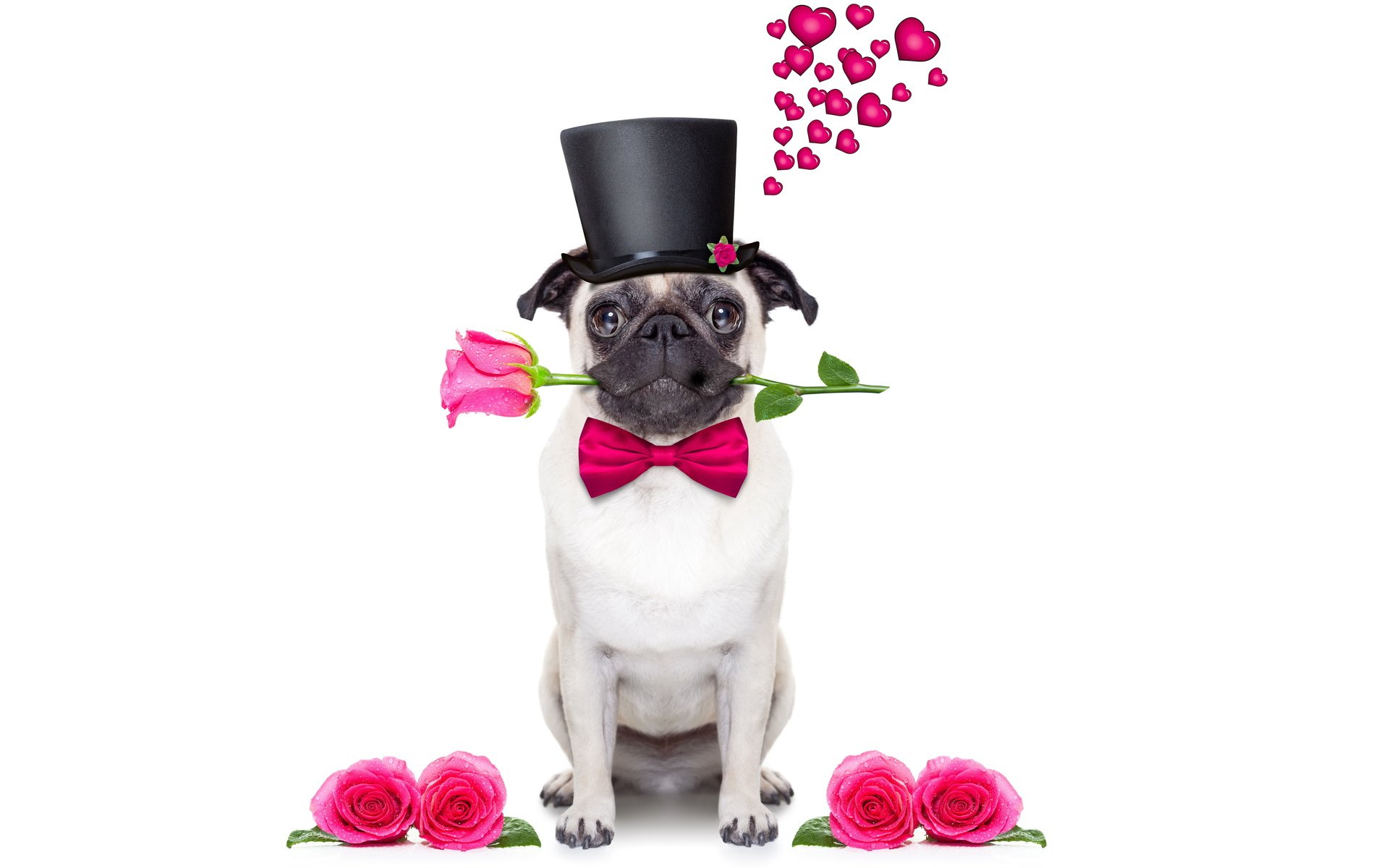 Обои розы, собака, сердце, шляпа, мопс, roses, dog, heart, hat, pug разрешение 6000x4000 Загрузить