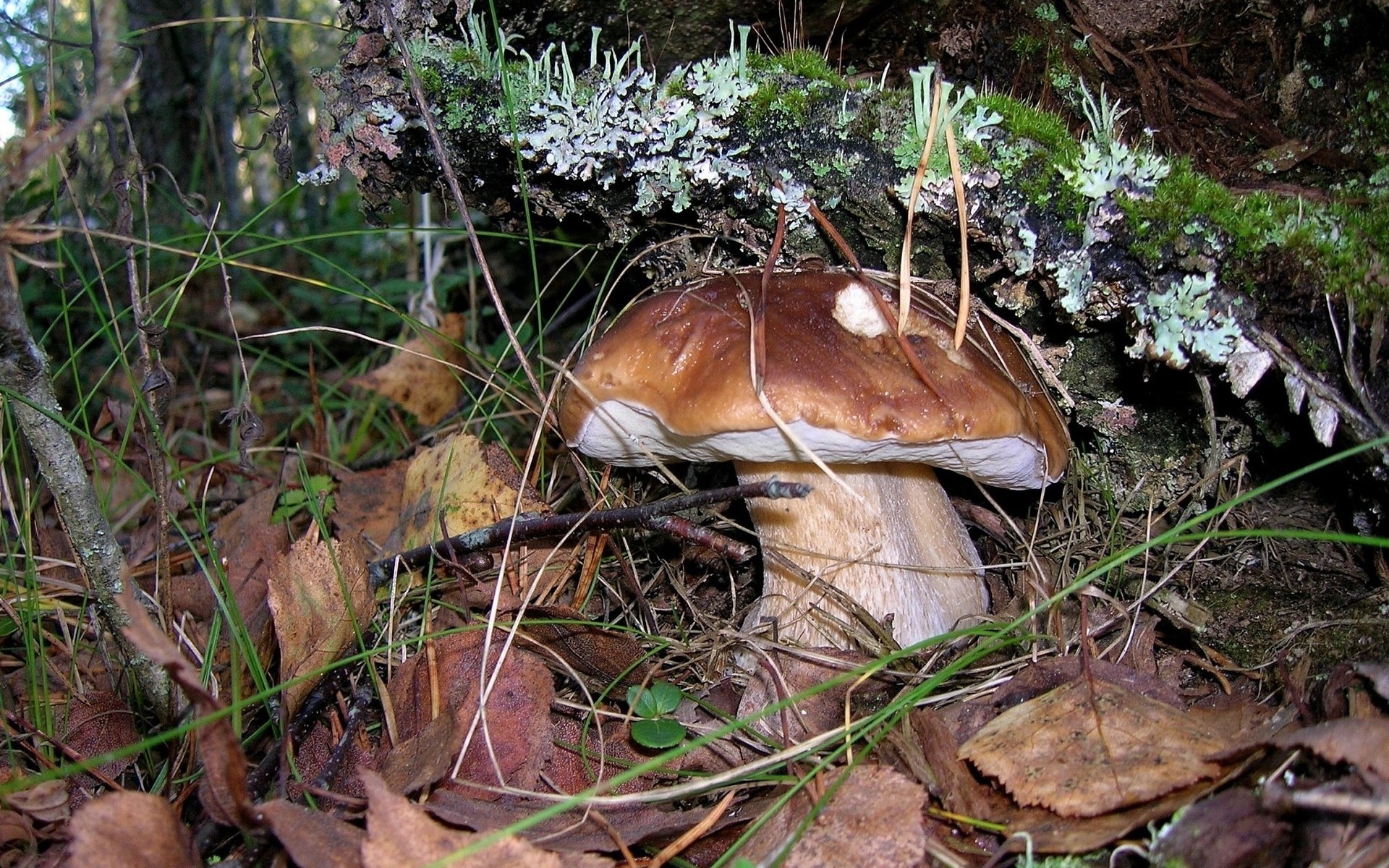 Обои природа, листья, макро, осень, грибы, мох, nature, leaves, macro, autumn, mushrooms, moss разрешение 2132x1498 Загрузить