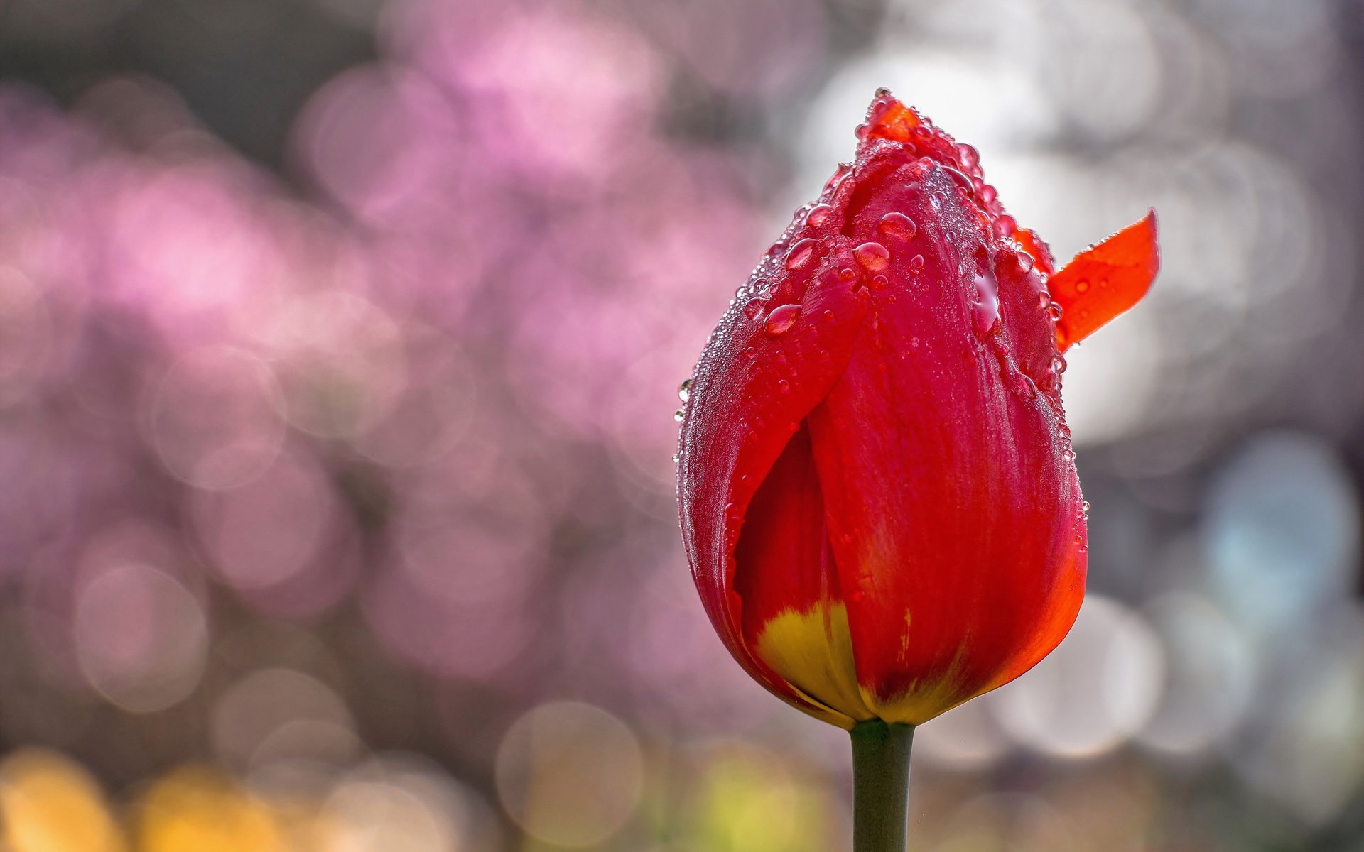 Обои цветы, фон, цветок, капли, тюльпаны, тюльпан, flowers, background, flower, drops, tulips, tulip разрешение 5141x3423 Загрузить
