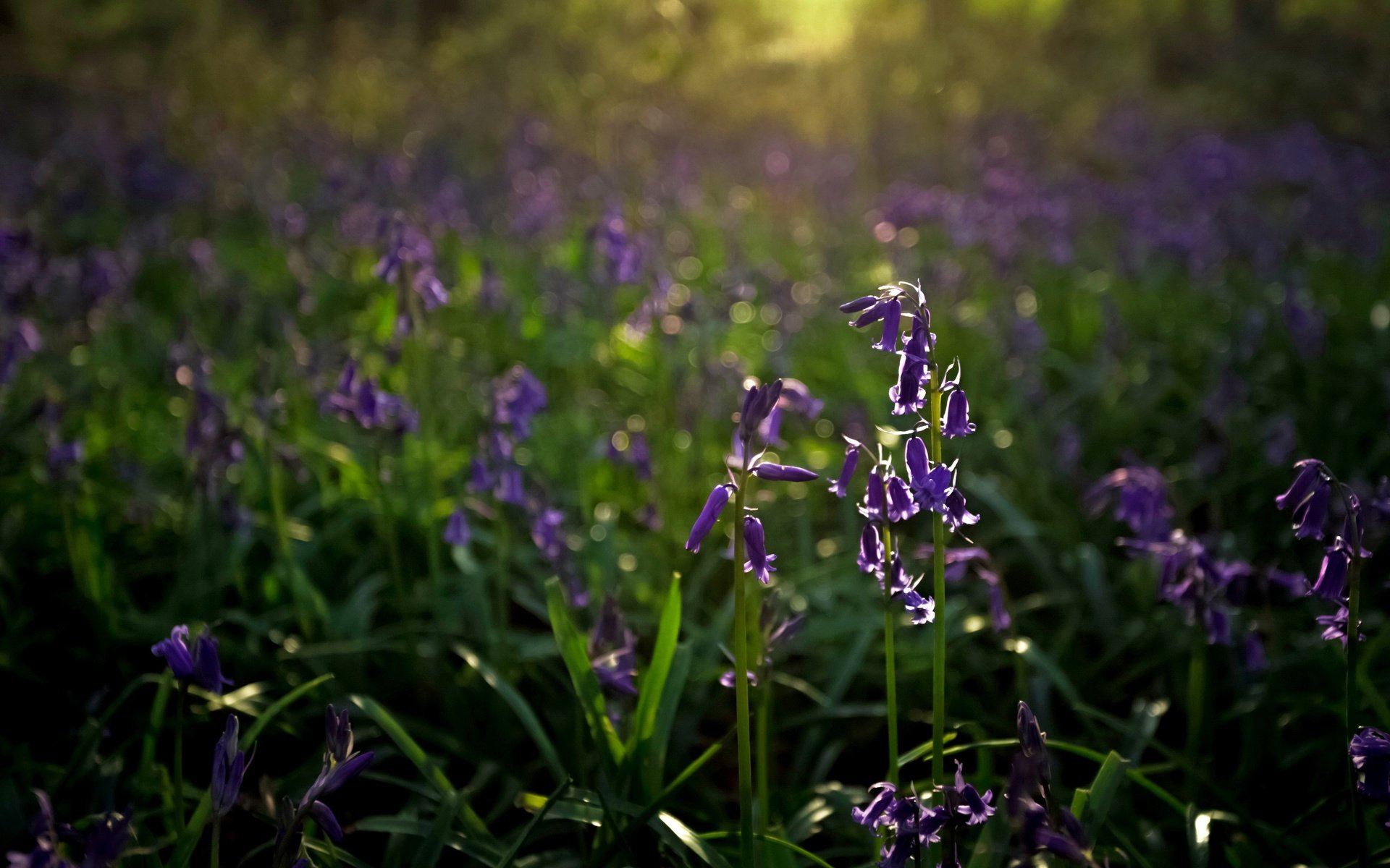 Обои цветы, природа, фон, колокольчики, flowers, nature, background, bells разрешение 4967x3311 Загрузить