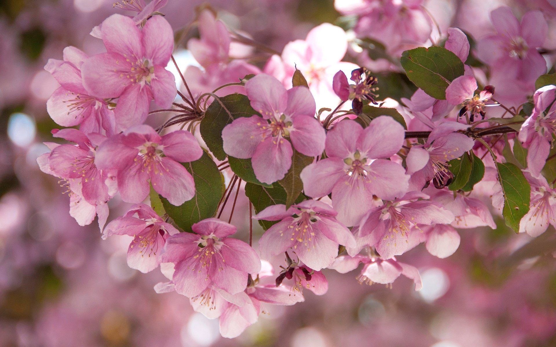 Обои цветы, ветки, розовые, яблоня, flowers, branches, pink, apple разрешение 2048x1360 Загрузить