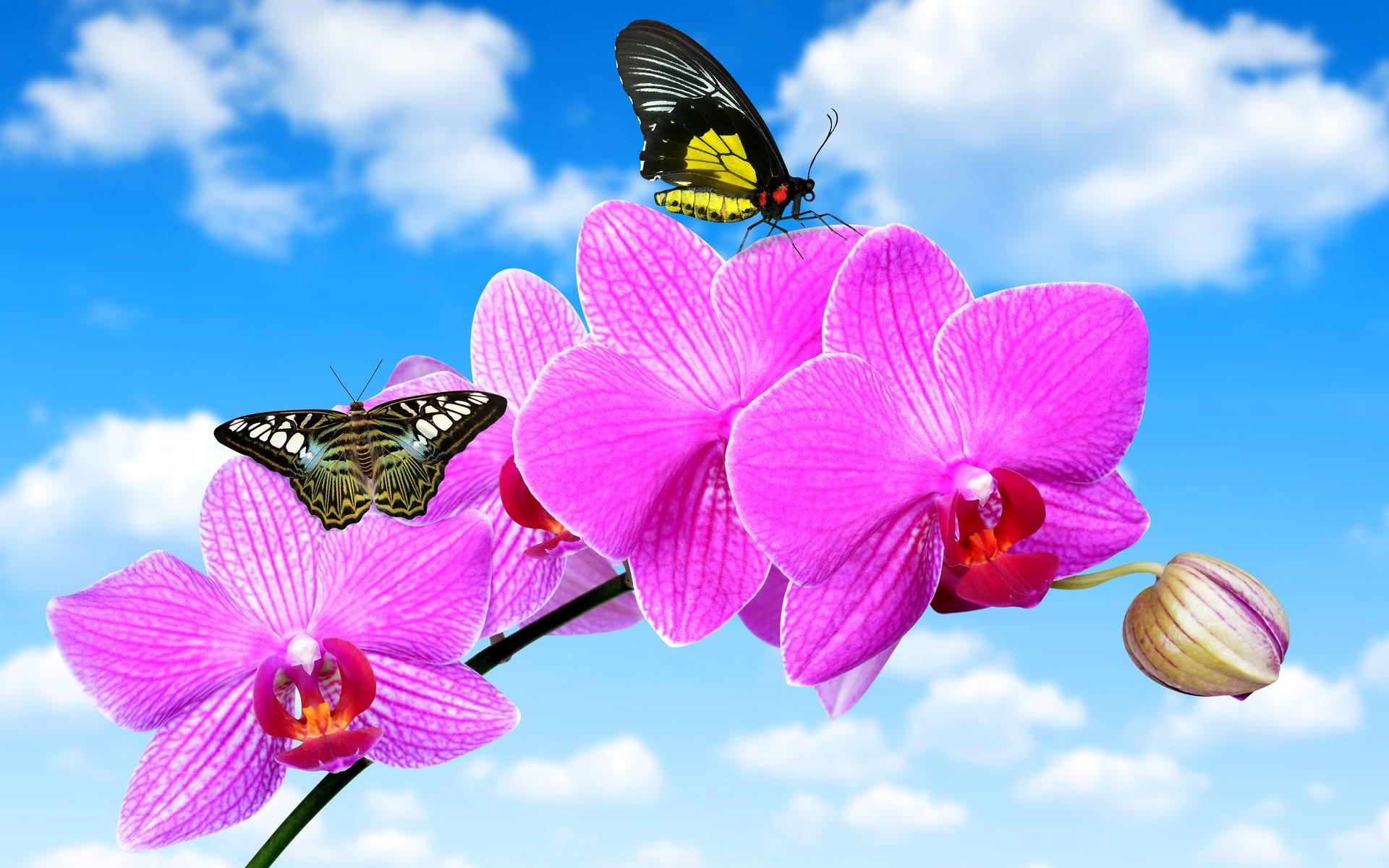 Обои небо, облака, цветок, бабочки, голубое, орхидея, крупным планом, the sky, clouds, flower, butterfly, blue, orchid, closeup разрешение 3500x2812 Загрузить