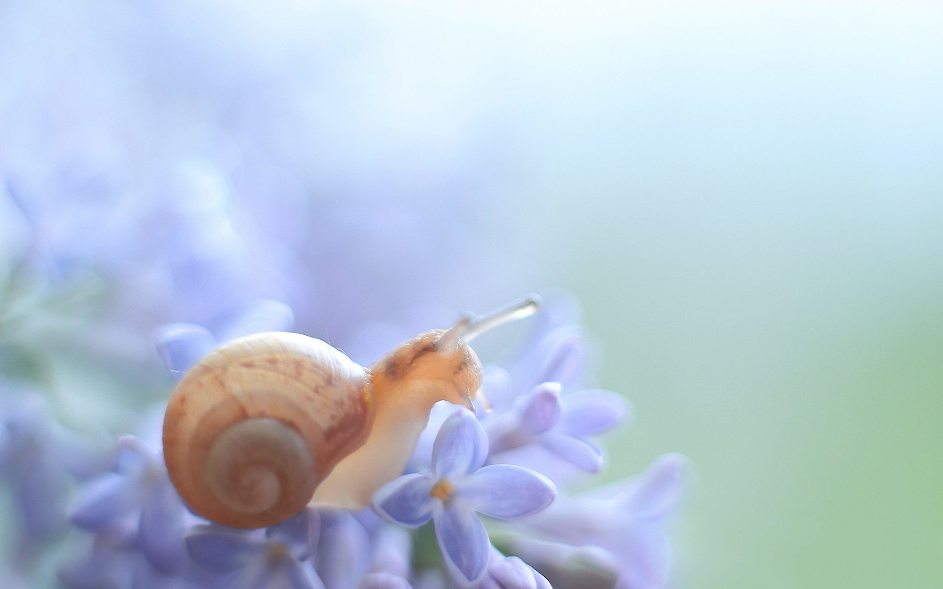 Обои макро, цветок, животное, растение, улитка, macro, flower, animal, plant, snail разрешение 5184x3456 Загрузить