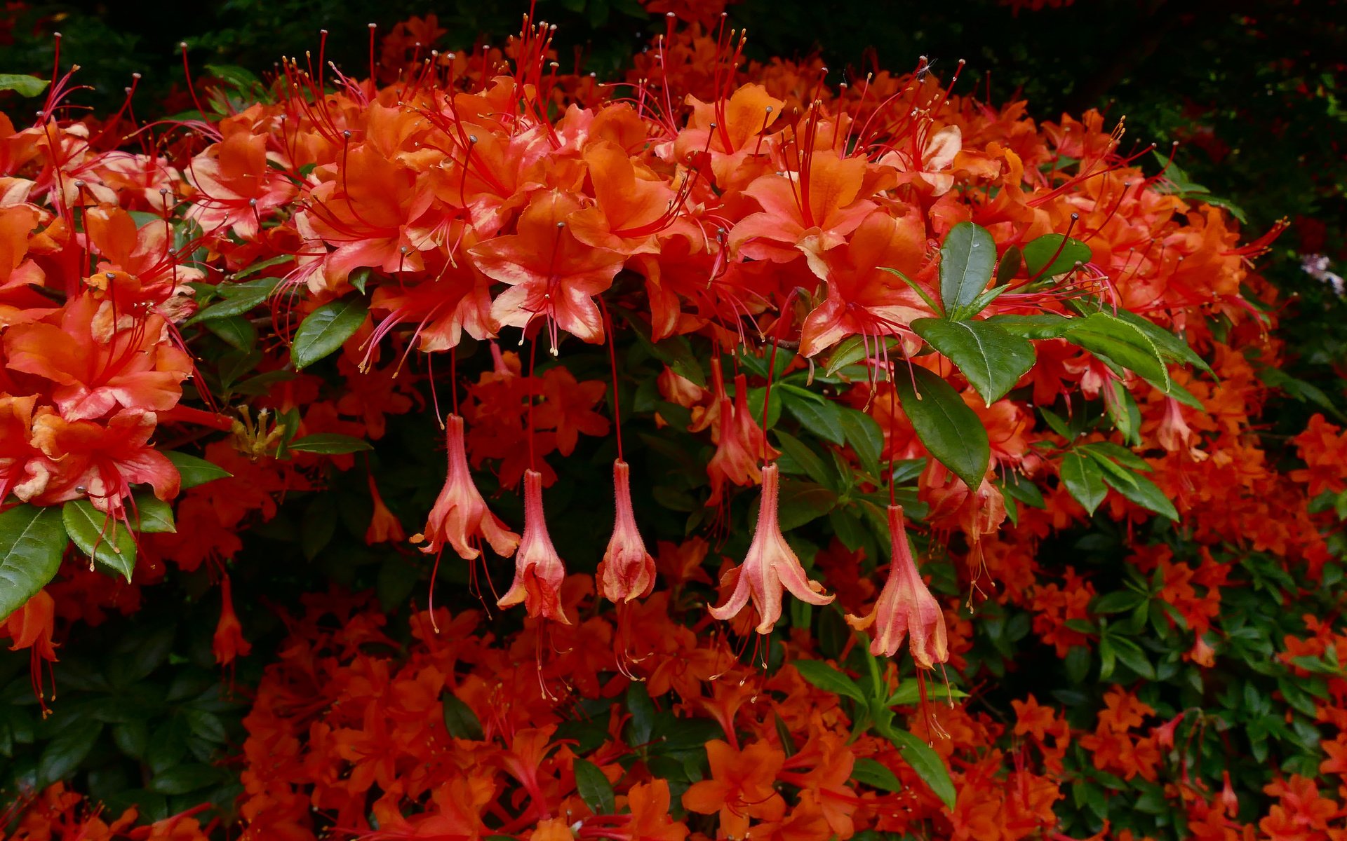 Обои цветы, красная, куст, азалия, рододендрон, flowers, red, bush, azalea, rhododendron разрешение 2048x1536 Загрузить