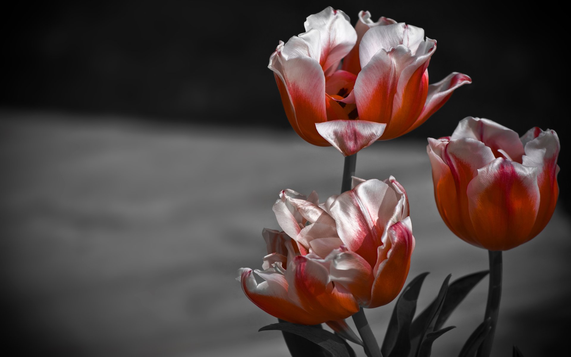 Обои цветы, бутоны, макро, фон, лепестки, тюльпаны, flowers, buds, macro, background, petals, tulips разрешение 3872x2420 Загрузить