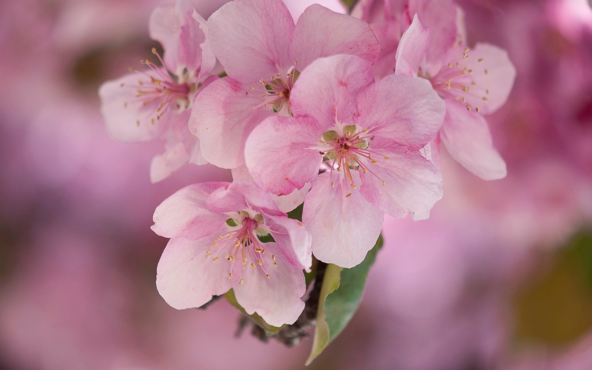 Обои цветы, макро, весна, розовые, яблоня, flowers, macro, spring, pink, apple разрешение 2048x1360 Загрузить