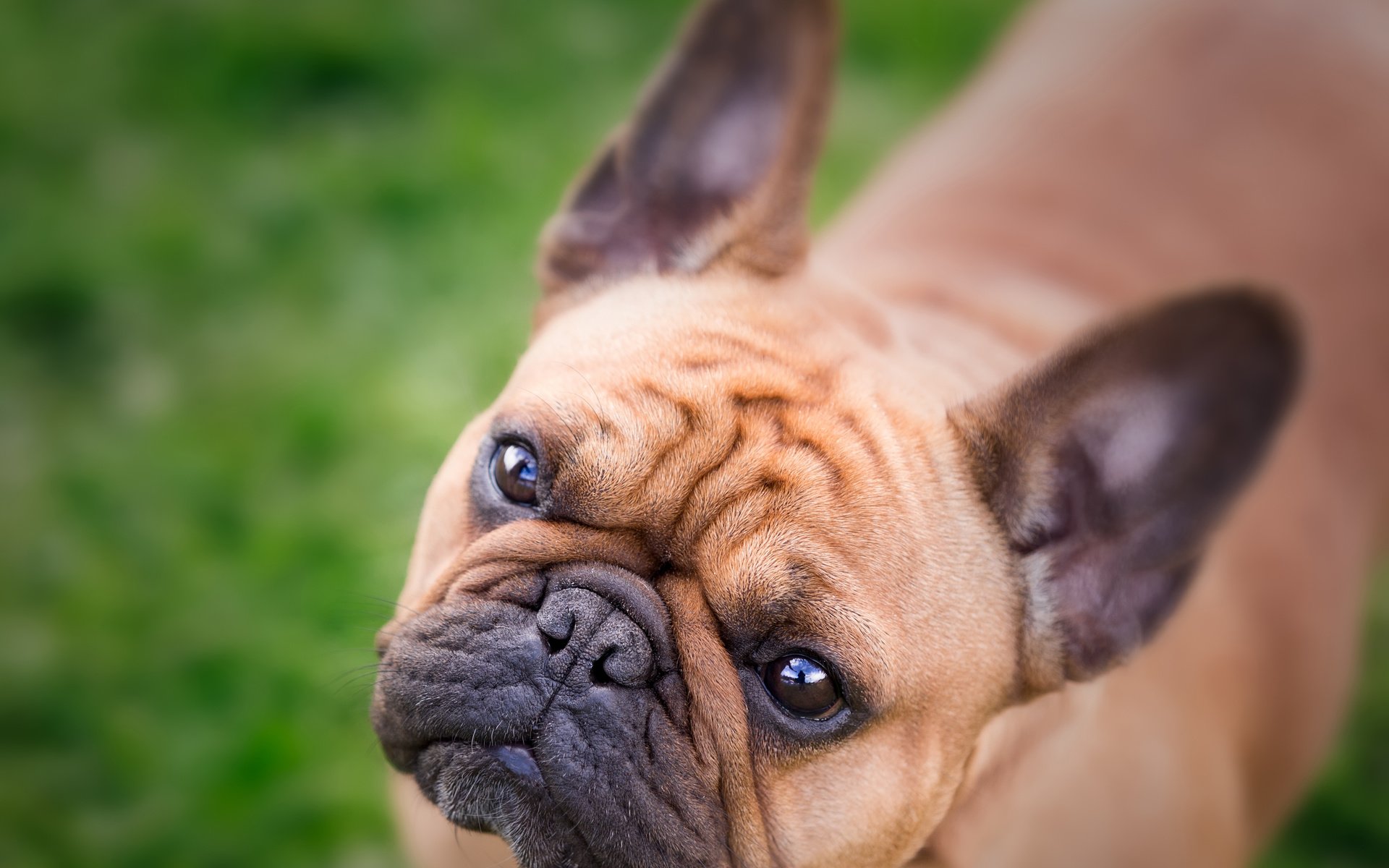 Обои морда, взгляд, собака, бульдог, французский бульдог, face, look, dog, bulldog, french bulldog разрешение 4877x3694 Загрузить