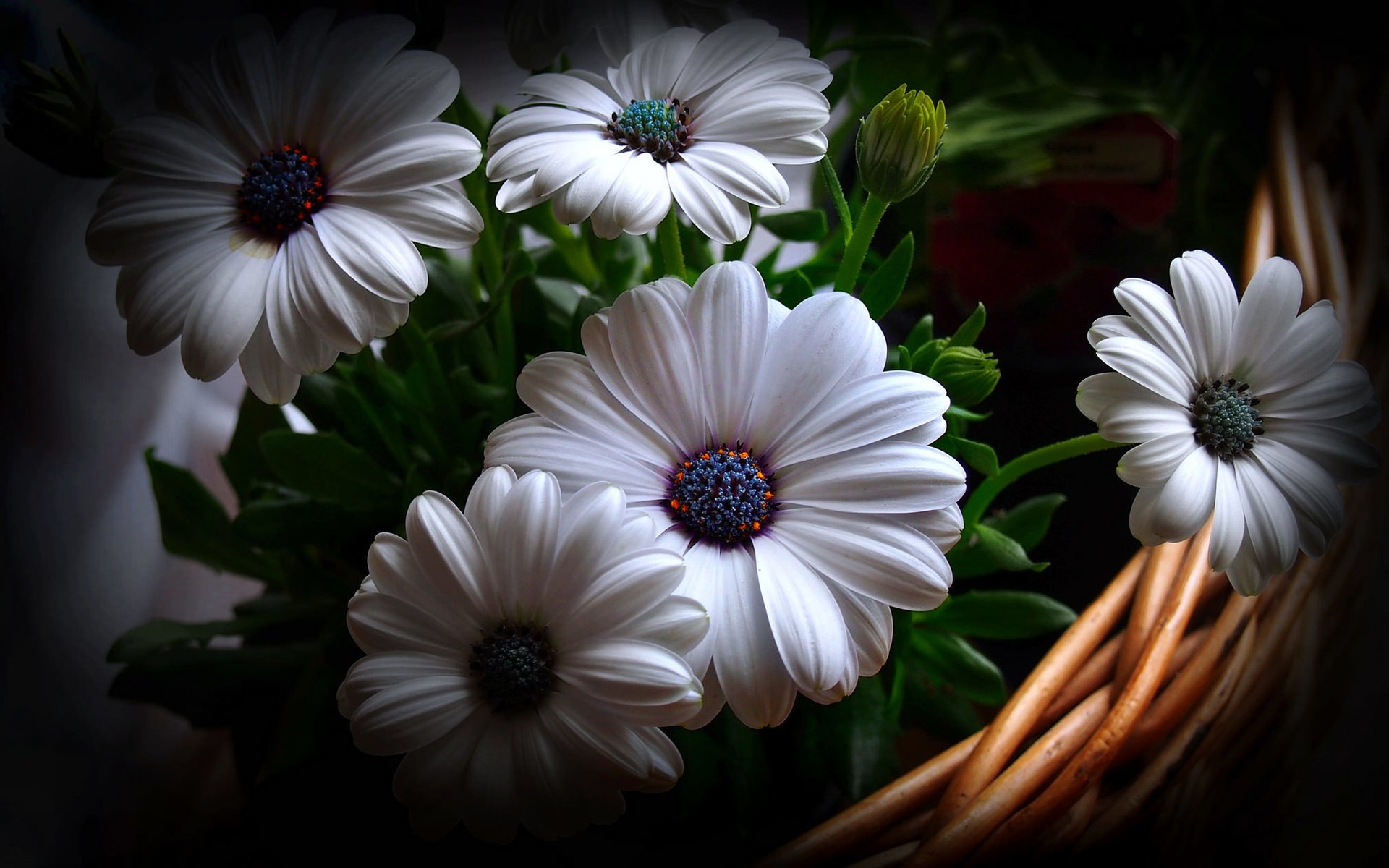 Обои цветы, фон, корзина, гербера, flowers, background, basket, gerbera разрешение 2048x1257 Загрузить