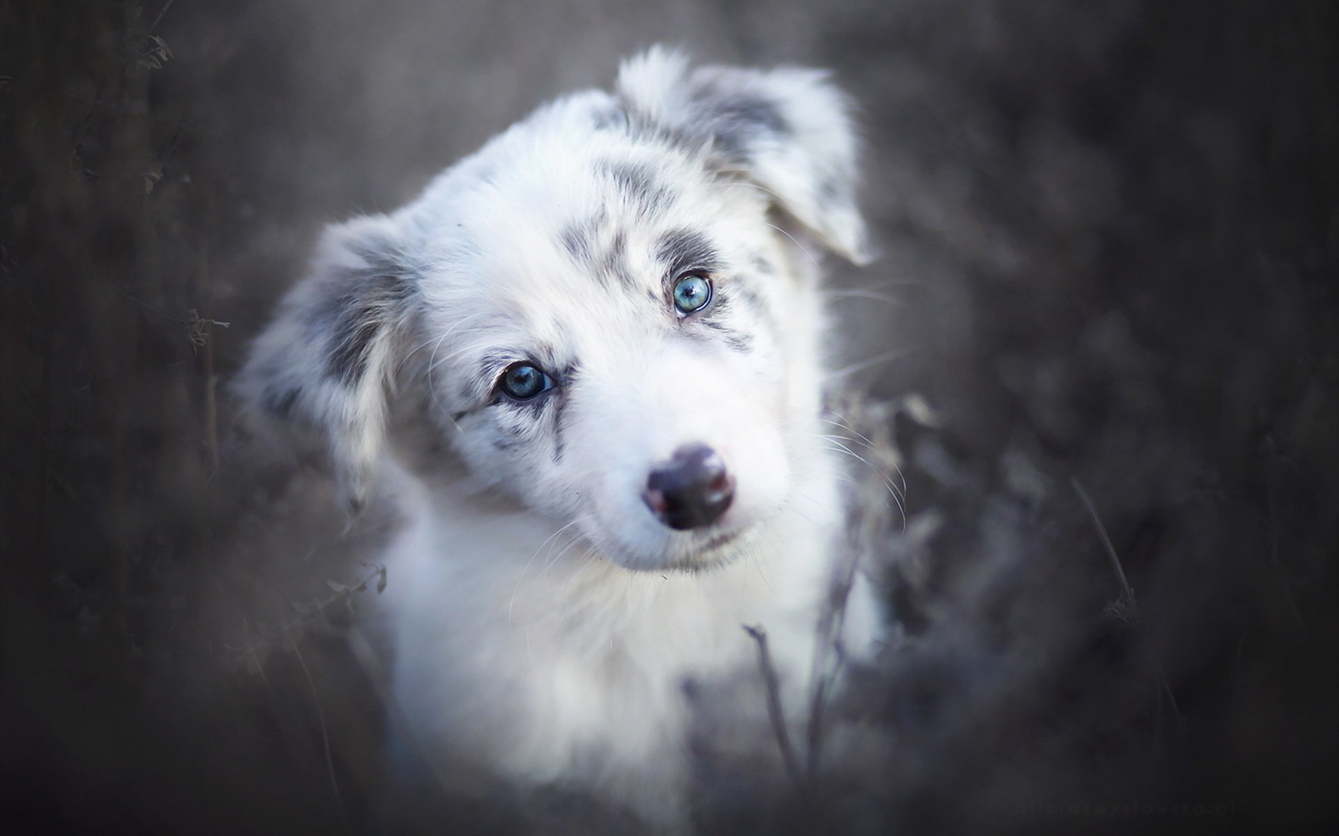 Обои взгляд, собака, друг, бордер-колли, alicja zmysłowska, look, dog, each, the border collie разрешение 1920x1280 Загрузить