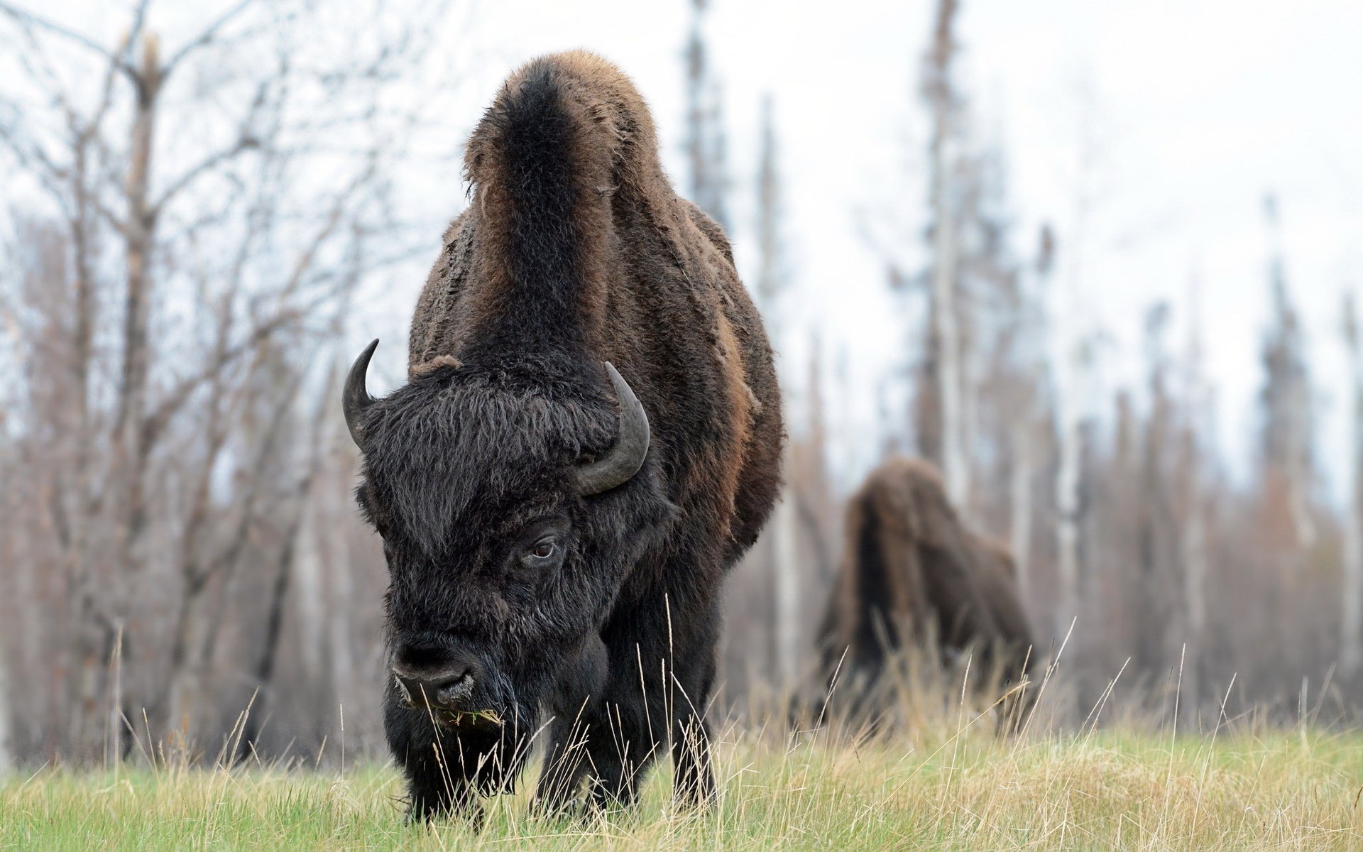 Обои природа, фон, бизоны, nature, background, buffalo разрешение 2047x1286 Загрузить