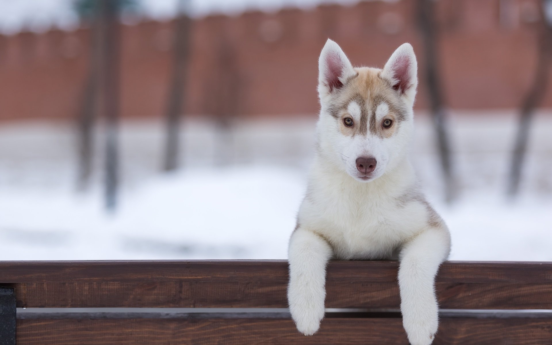 Обои взгляд, собака, щенок, хаски, look, dog, puppy, husky разрешение 5191x3340 Загрузить