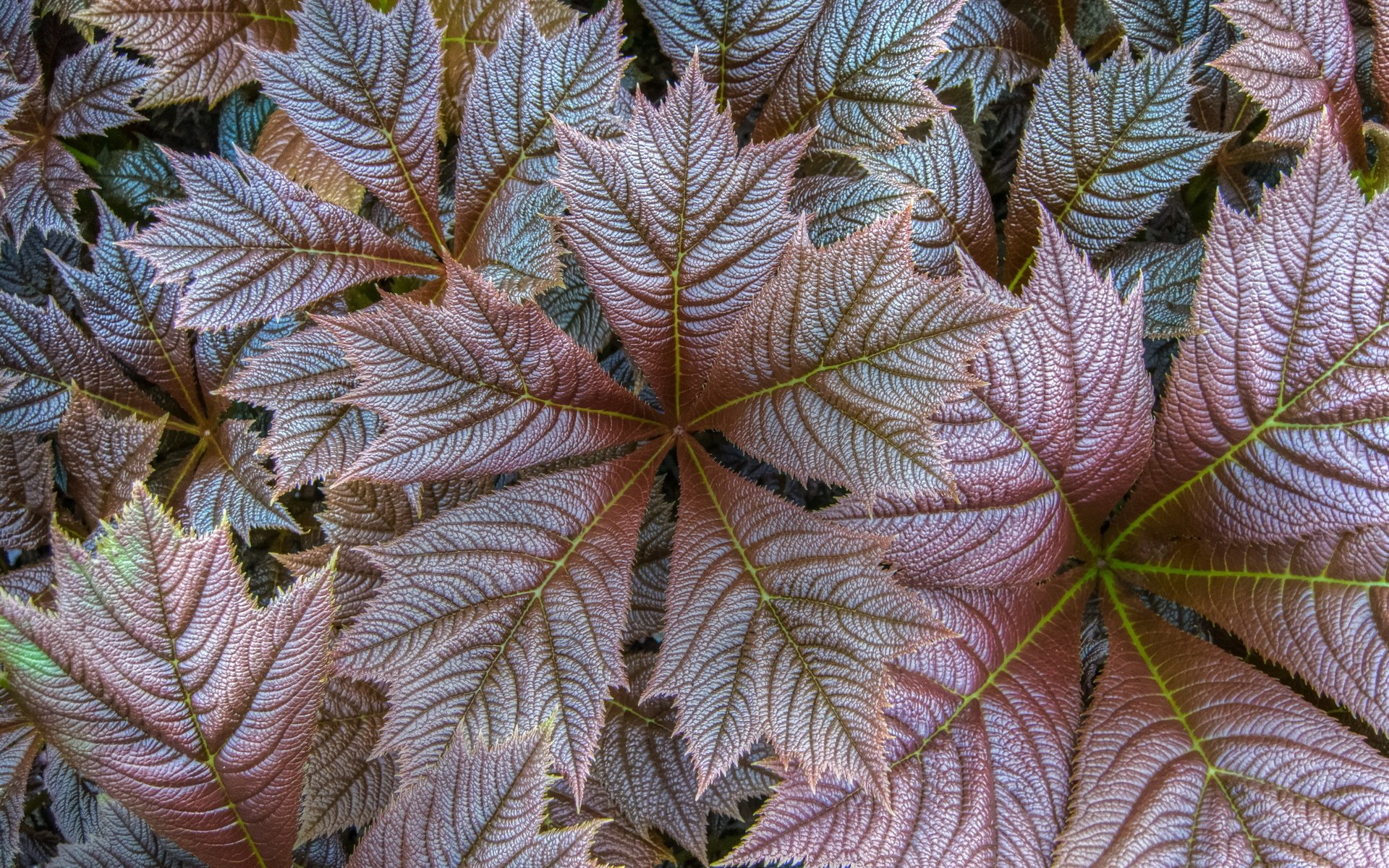 Обои природа, листья, осень, прожилки, растение, крупным планом, nature, leaves, autumn, veins, plant, closeup разрешение 2560x1707 Загрузить