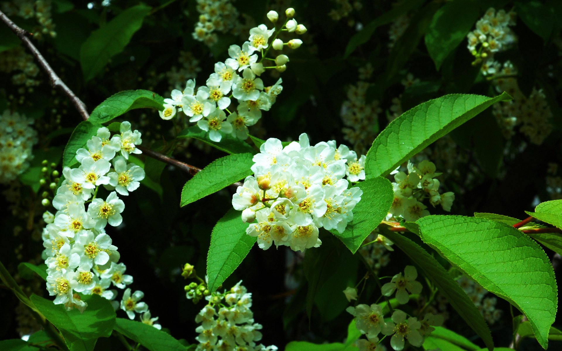 Обои цветение, весна, деревь, черемуха, prunus, padus, flowering, spring, trees, cherry разрешение 2401x1500 Загрузить