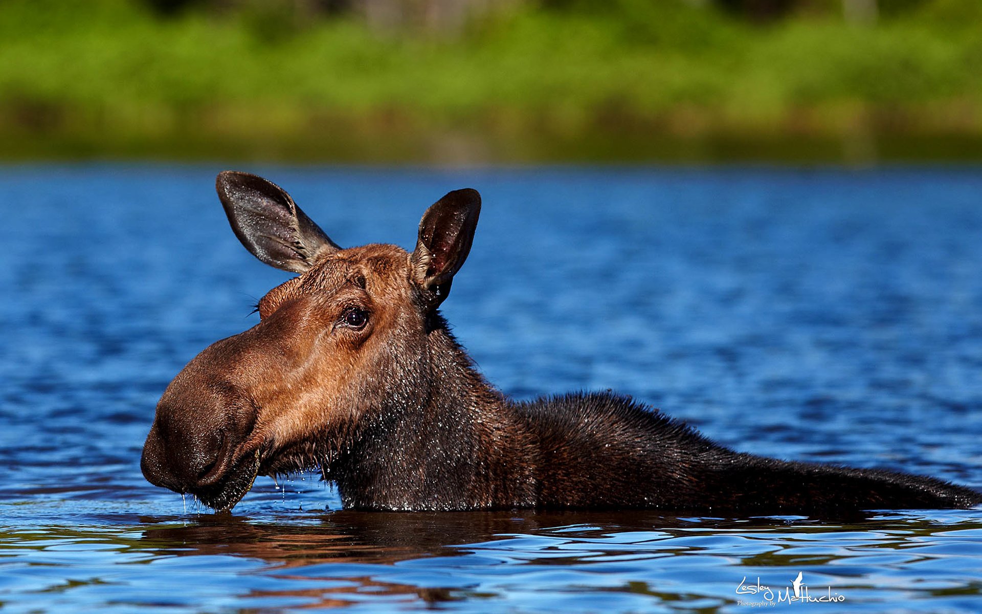 Обои вода, природа, животное, лось, elan, water, nature, animal, moose разрешение 1986x1400 Загрузить