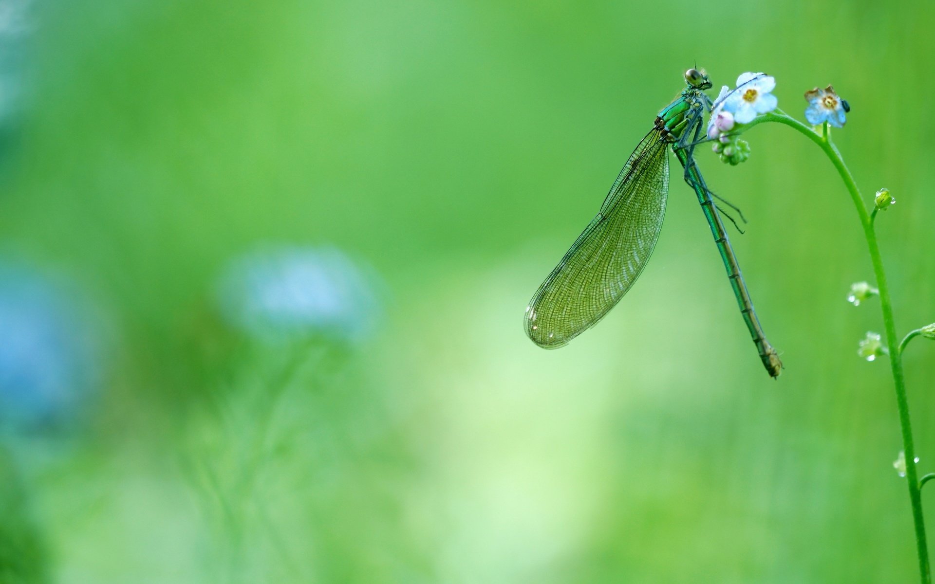 Обои цветы, зелень, макро, насекомое, стрекоза, незабудки, flowers, greens, macro, insect, dragonfly, forget-me-nots разрешение 2880x1620 Загрузить