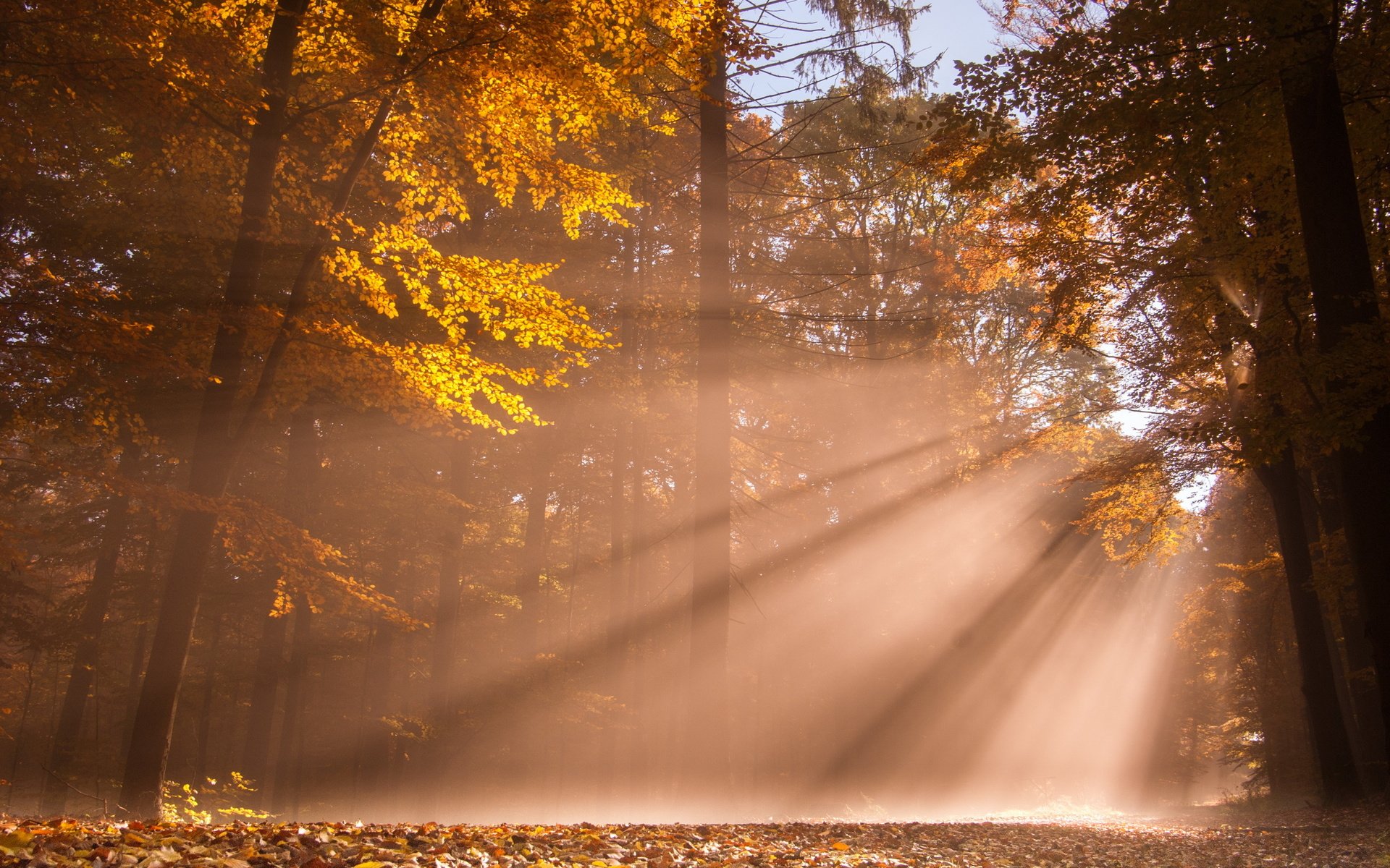 Обои свет, деревья, лес, осень, солнечные лучи, light, trees, forest, autumn, the sun's rays разрешение 2560x1714 Загрузить