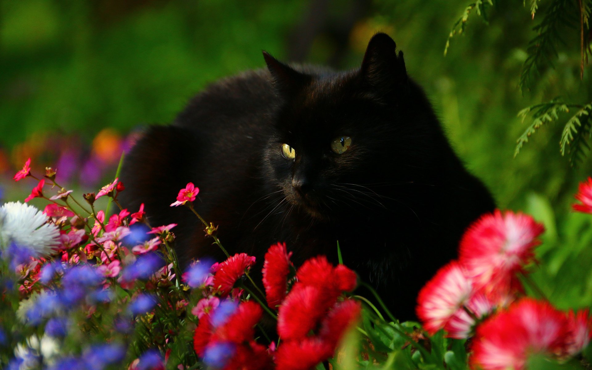 Обои цветы, кот, мордочка, взгляд, черный кот, маргаритки, flowers, cat, muzzle, look, black cat, daisy разрешение 3010x2007 Загрузить