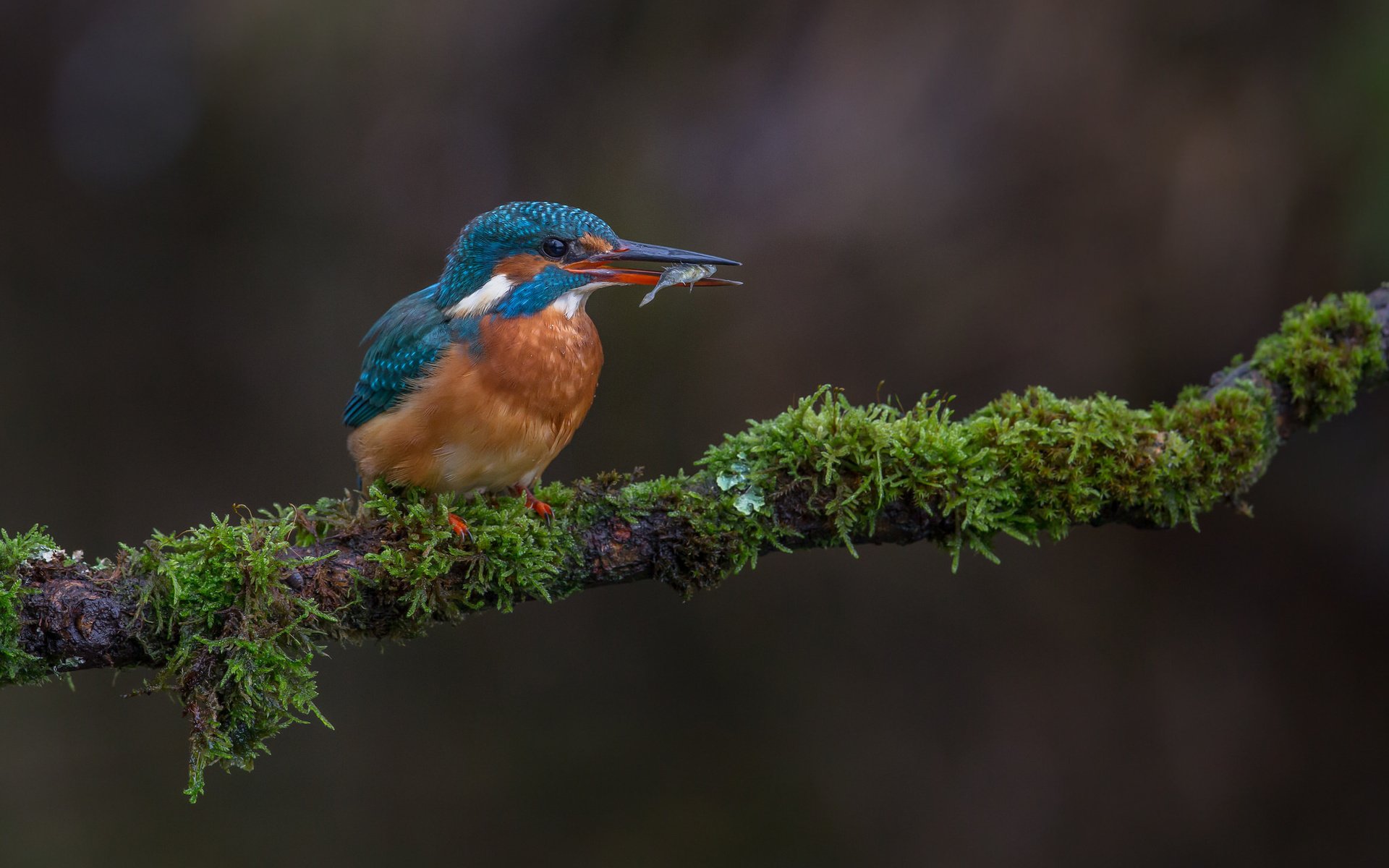 Обои ветка, природа, птица, мох, рыба, зимородок, улов, branch, nature, bird, moss, fish, kingfisher, catch разрешение 2048x1365 Загрузить