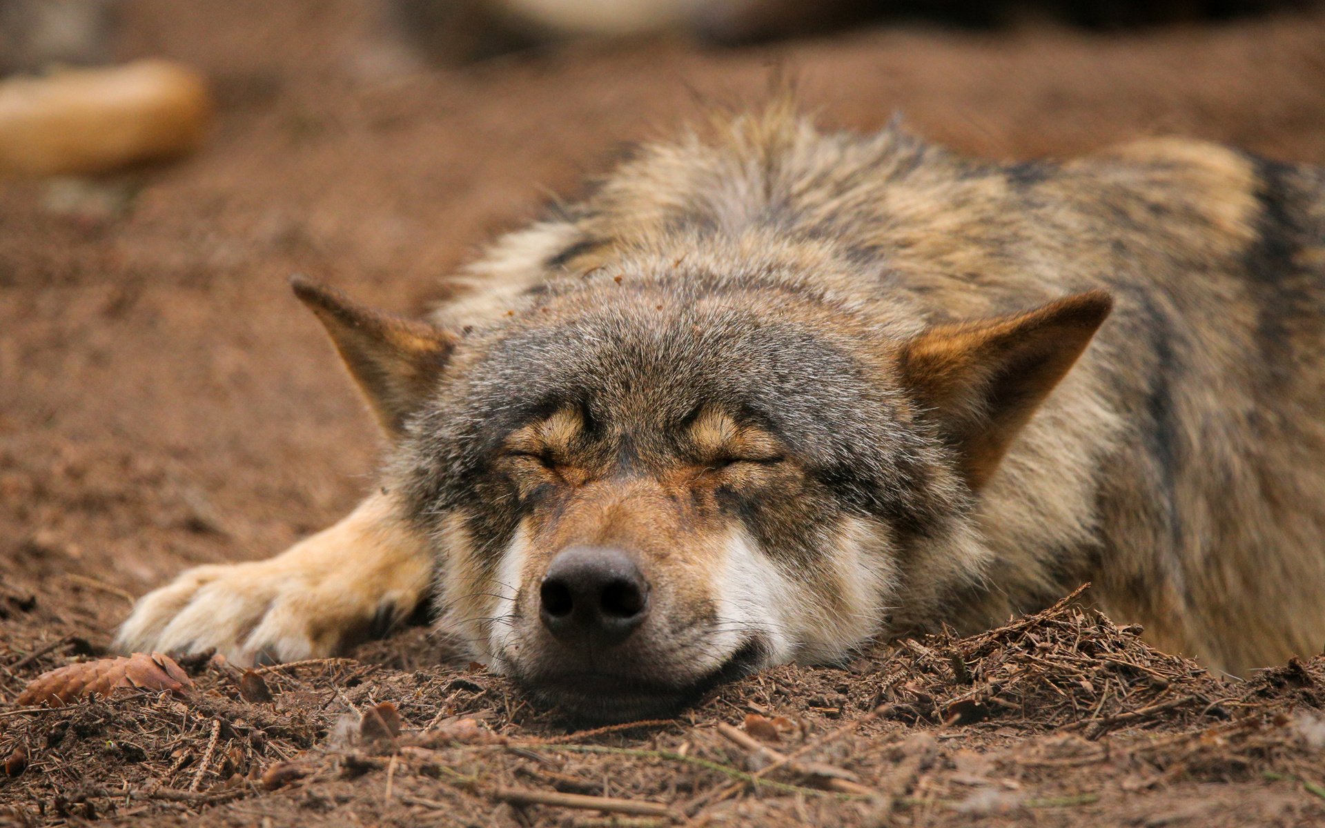 Обои природа, спит, волк, quiet-bliss, nature, sleeping, wolf разрешение 2000x1333 Загрузить