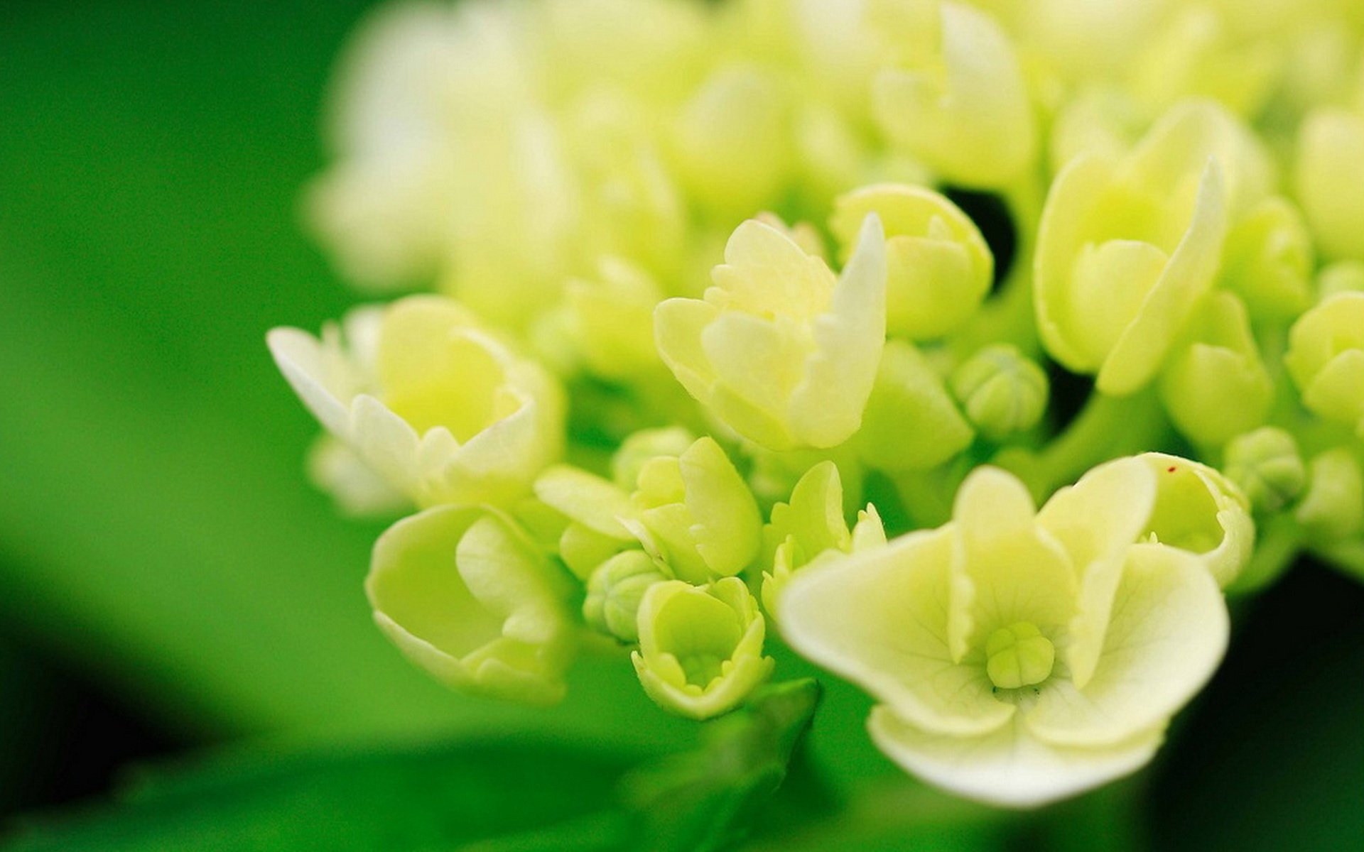 Обои цветы, макро, белые, гортензия, flowers, macro, white, hydrangea разрешение 1920x1279 Загрузить