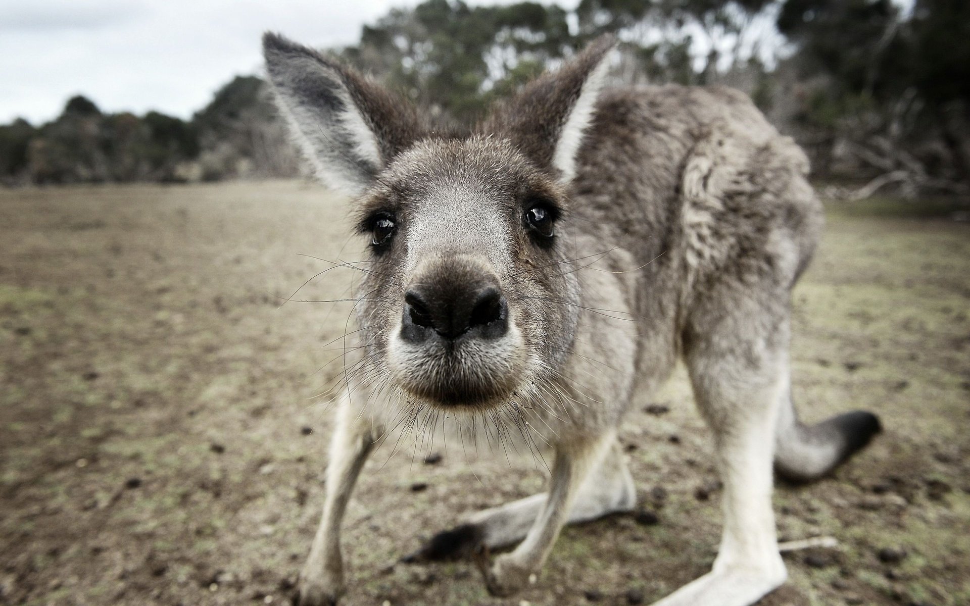 Обои морда, взгляд, животное, кенгуру, с серыми, кенгурёнок, face, look, animal, kangaroo, gray разрешение 2560x1600 Загрузить