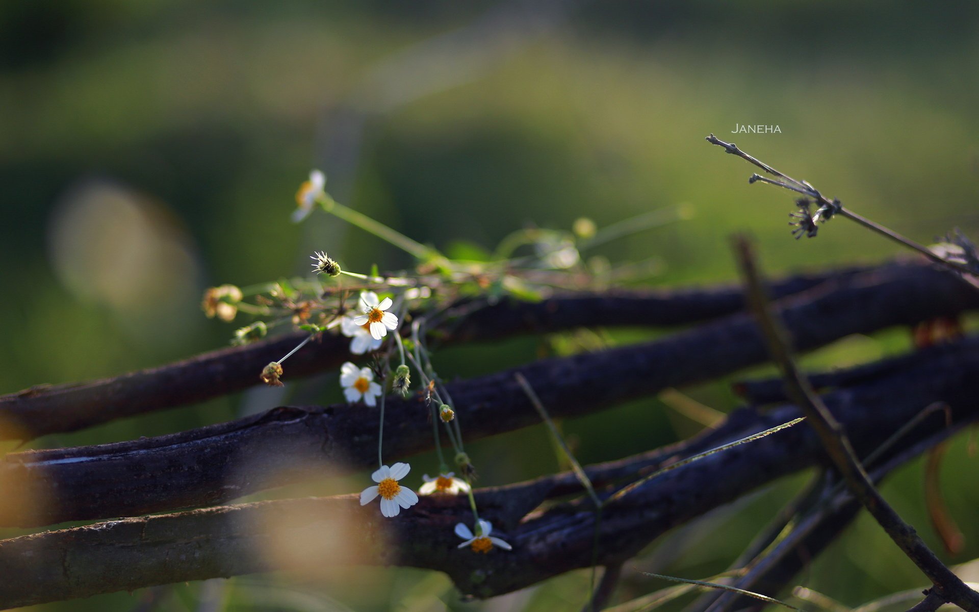 Обои цветы, природа, фон, полевые цветы, jane ha, flowers, nature, background, wildflowers разрешение 2835x1890 Загрузить