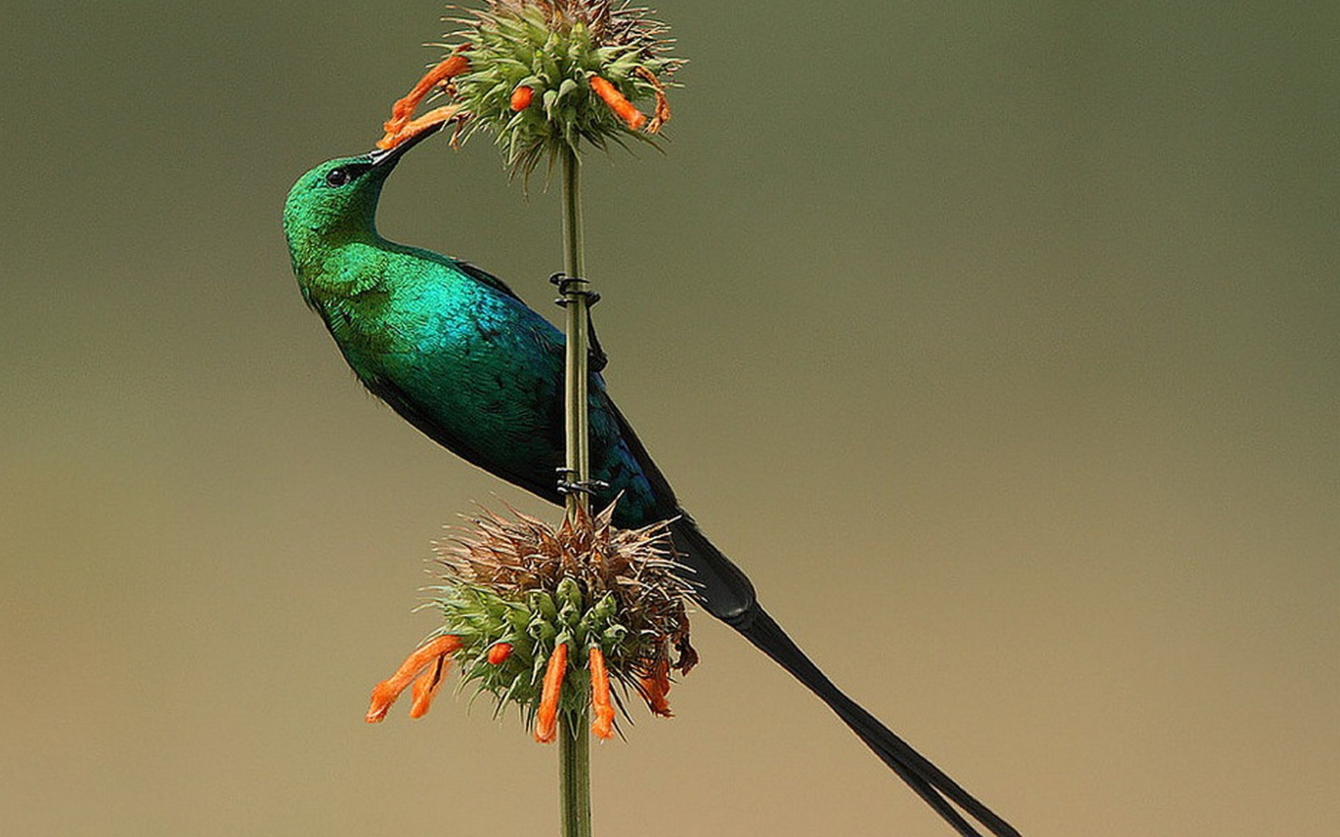 Обои цветок, птица, нектарница, malachite sunbird, малахитовая, flower, bird, the sunbird, malachite разрешение 1920x1369 Загрузить