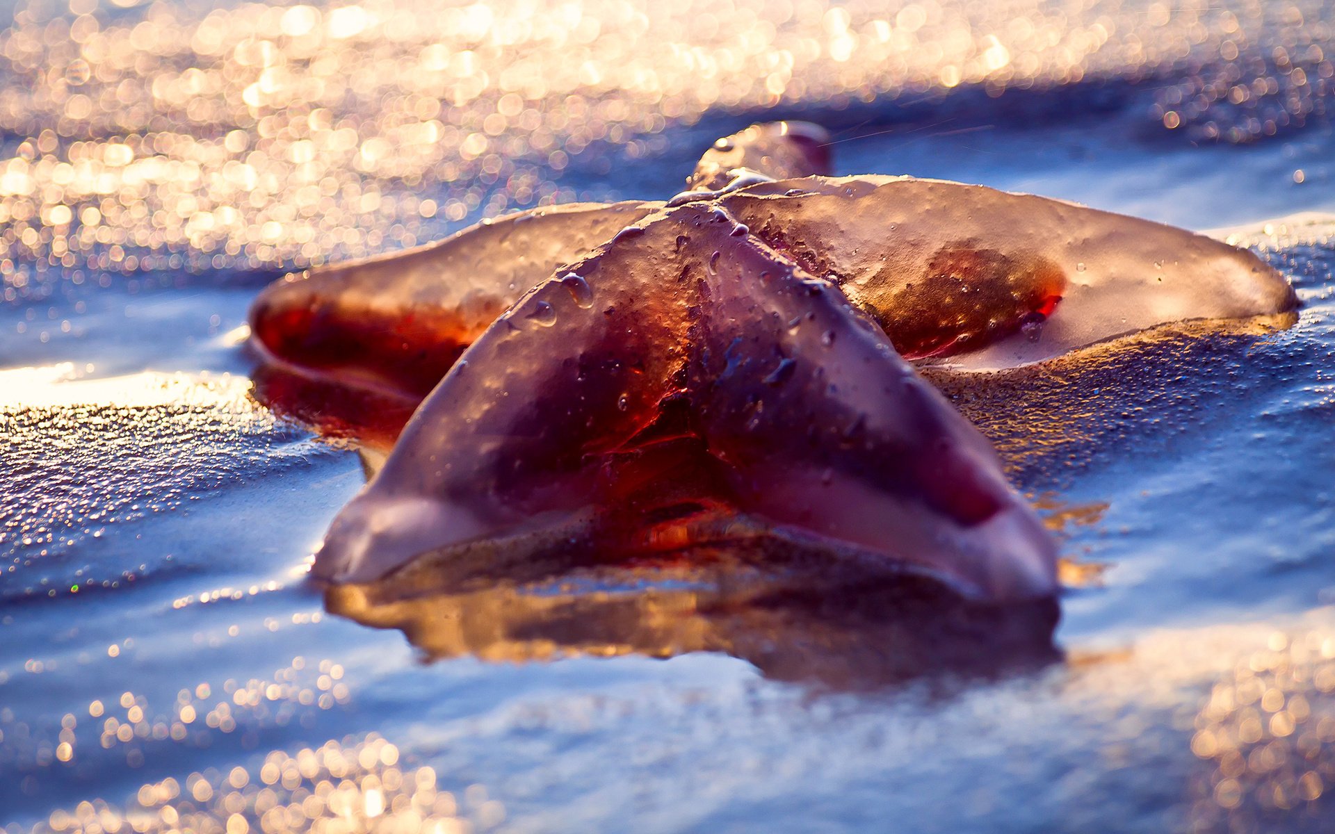 Обои свет, макро, море, пляж, мокро, морская звезда, боке, light, macro, sea, beach, wet, starfish, bokeh разрешение 1920x1280 Загрузить