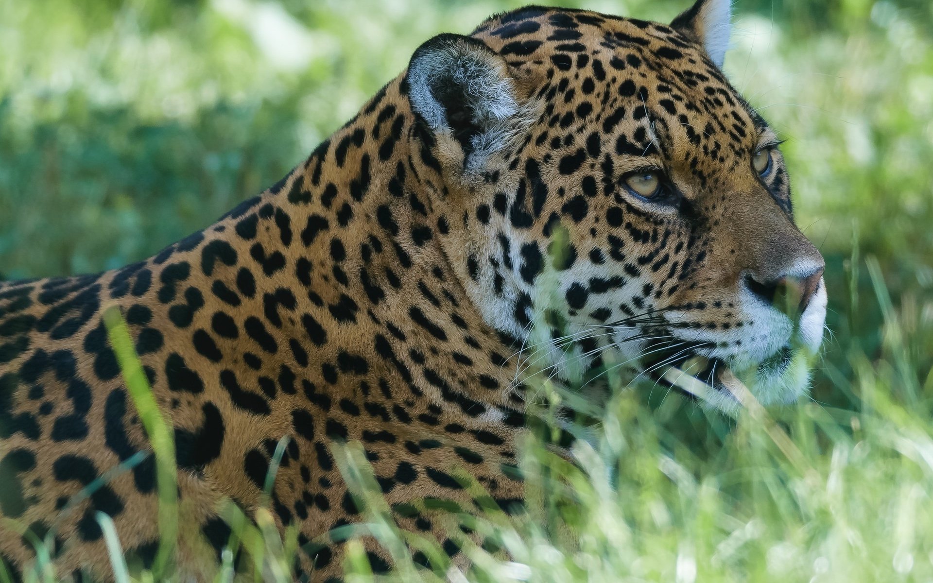 Обои морда, хищник, ягуар, дикая кошка, face, predator, jaguar, wild cat разрешение 2048x1614 Загрузить