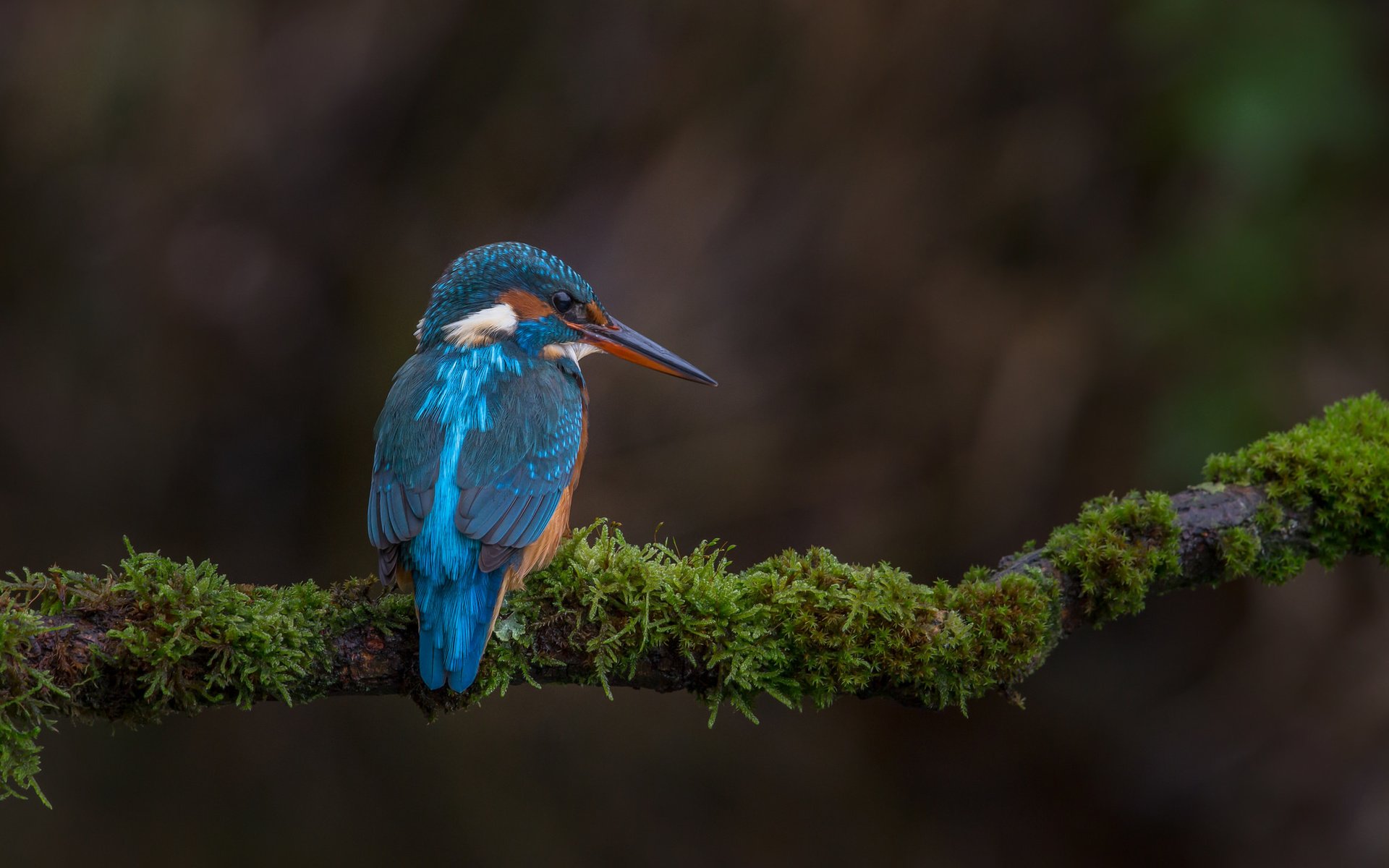 Обои ветка, природа, птица, мох, зимородок, branch, nature, bird, moss, kingfisher разрешение 2048x1365 Загрузить