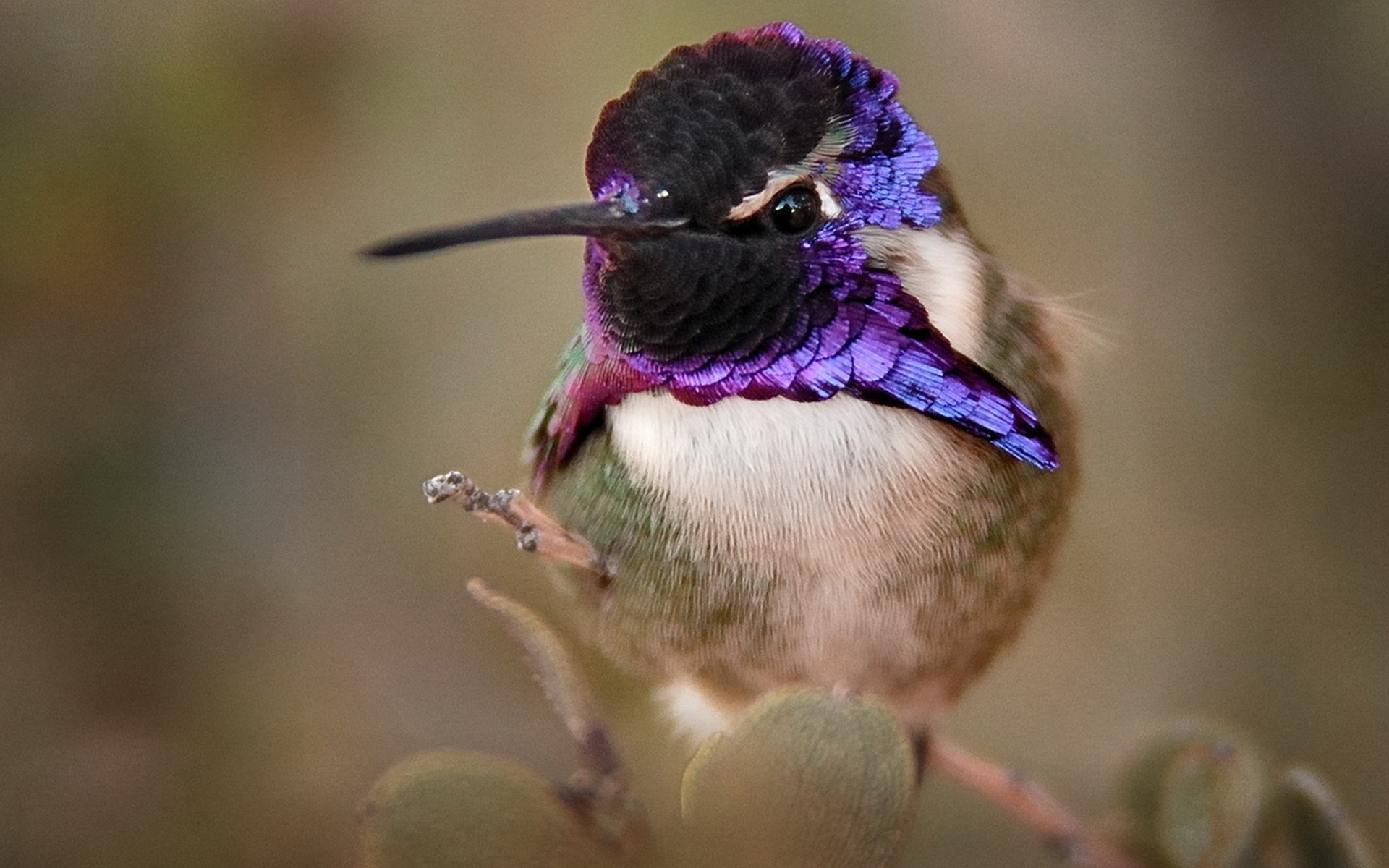 Обои птица, клюв, колибри, оперение, крупным планом, калипта коста, calypte costae, bird, beak, hummingbird, tail, closeup, calypte costa разрешение 1920x1342 Загрузить