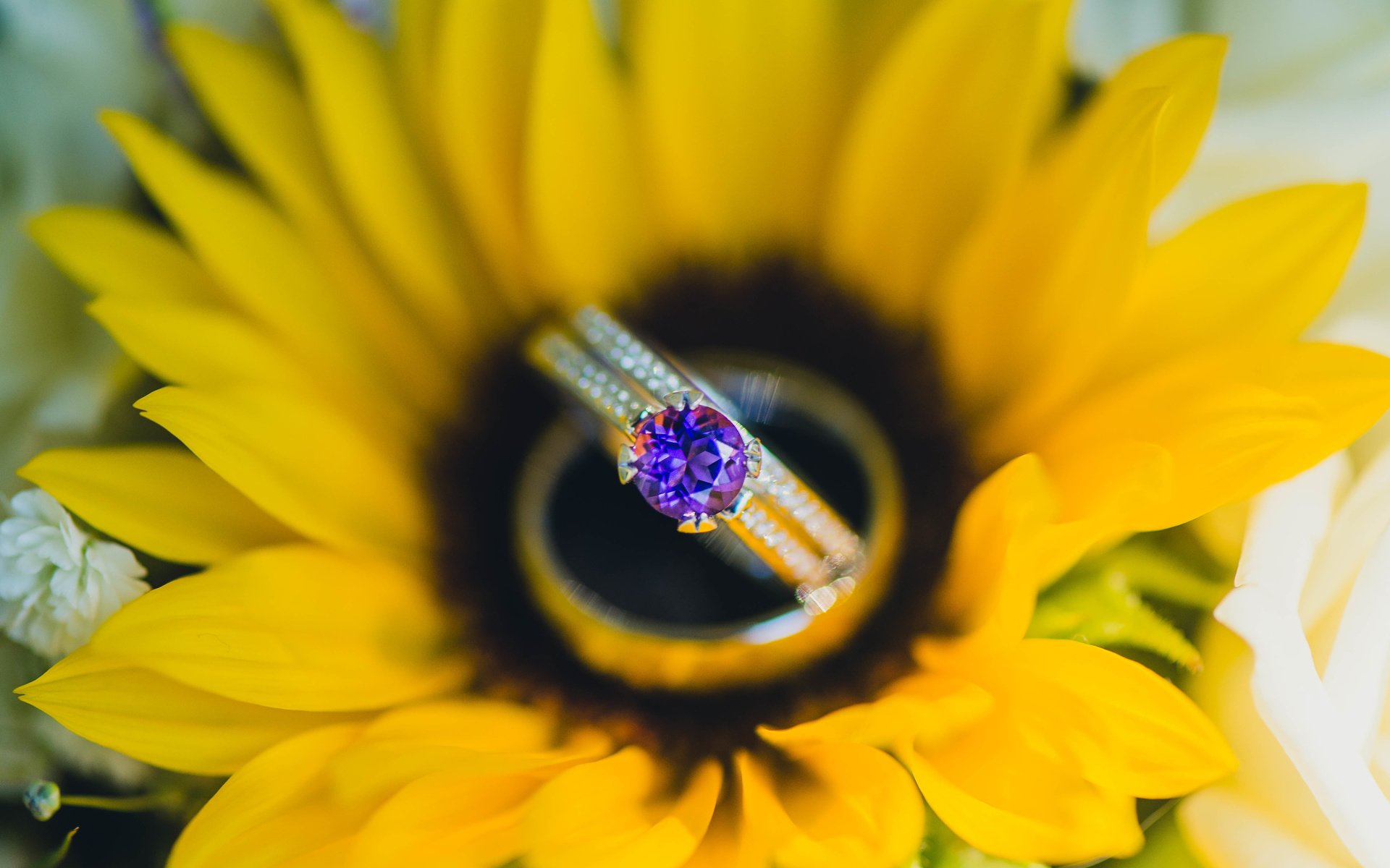 Обои лепестки, подсолнух, камень, кольцо, желтые, petals, sunflower, stone, ring, yellow разрешение 5562x3713 Загрузить