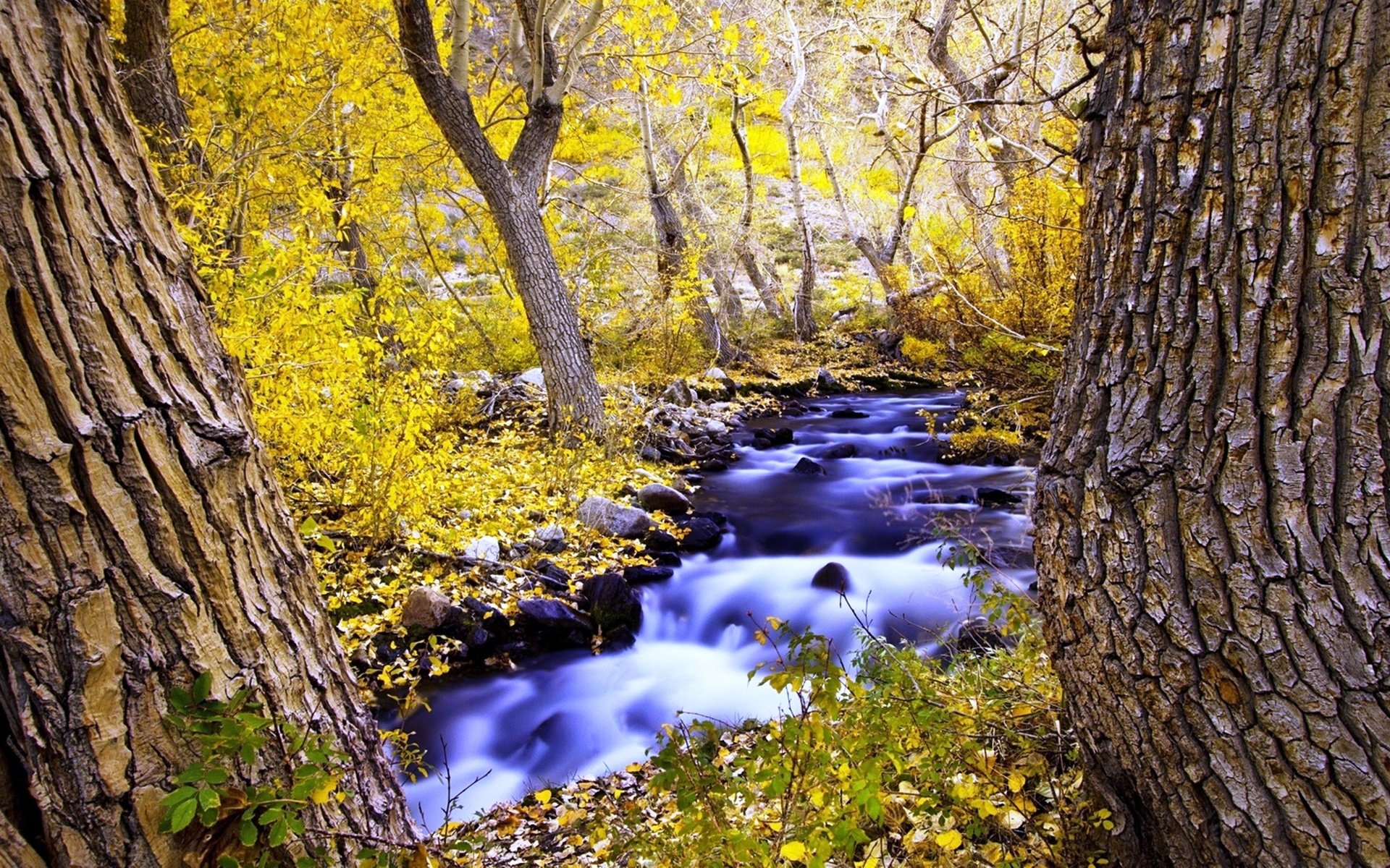 Обои деревья, природа, лес, ручей, осень, trees, nature, forest, stream, autumn разрешение 3500x1969 Загрузить