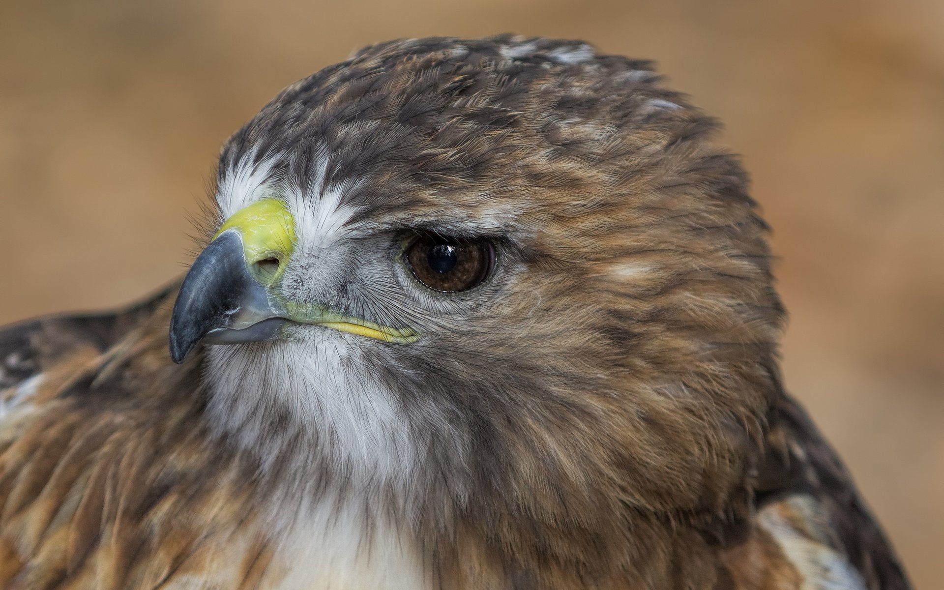 Обои взгляд, профиль, птица, клюв, ястреб, look, profile, bird, beak, hawk разрешение 2048x1365 Загрузить