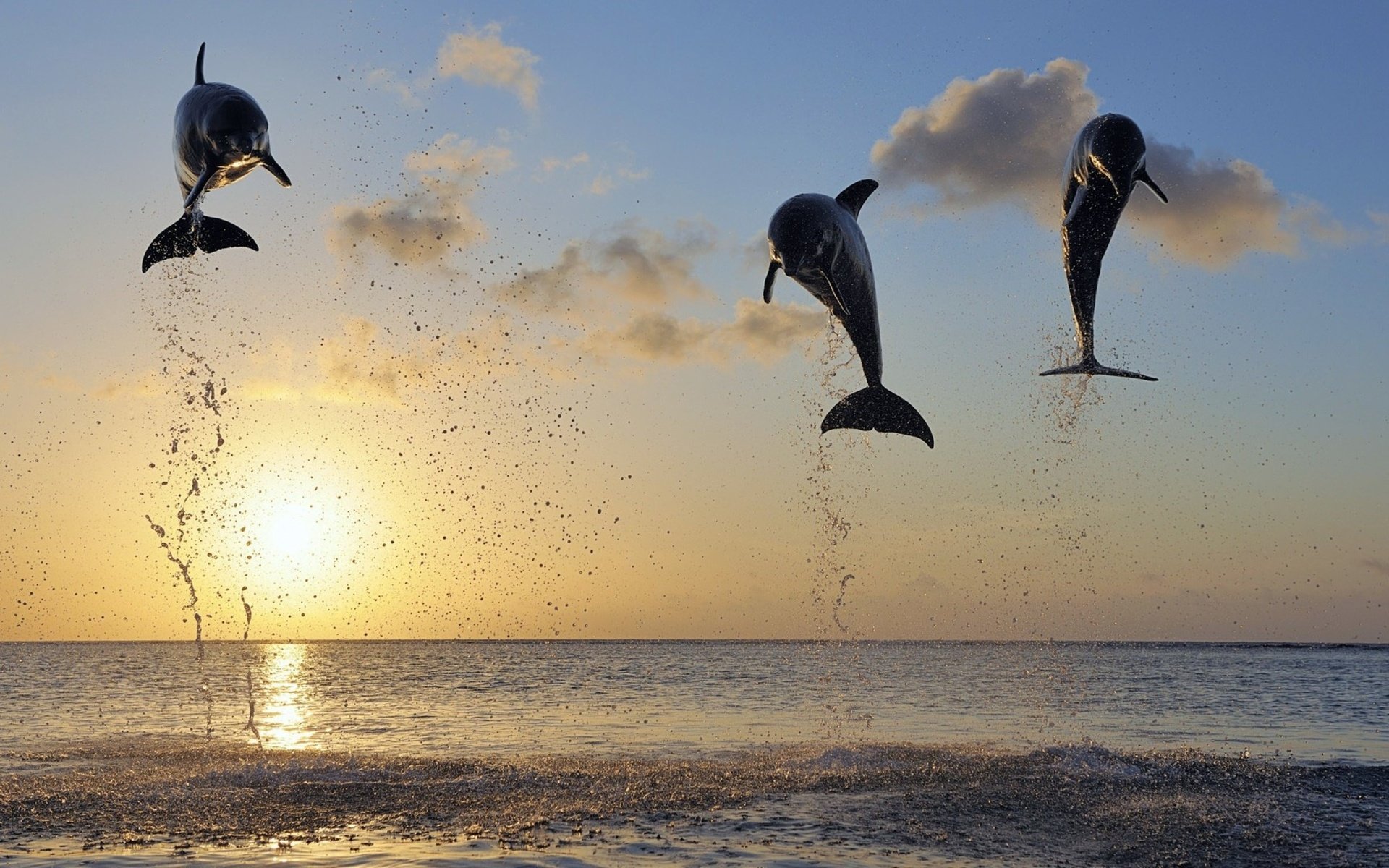Обои закат, море, дельфины, sunset, sea, dolphins разрешение 2500x1406 Загрузить