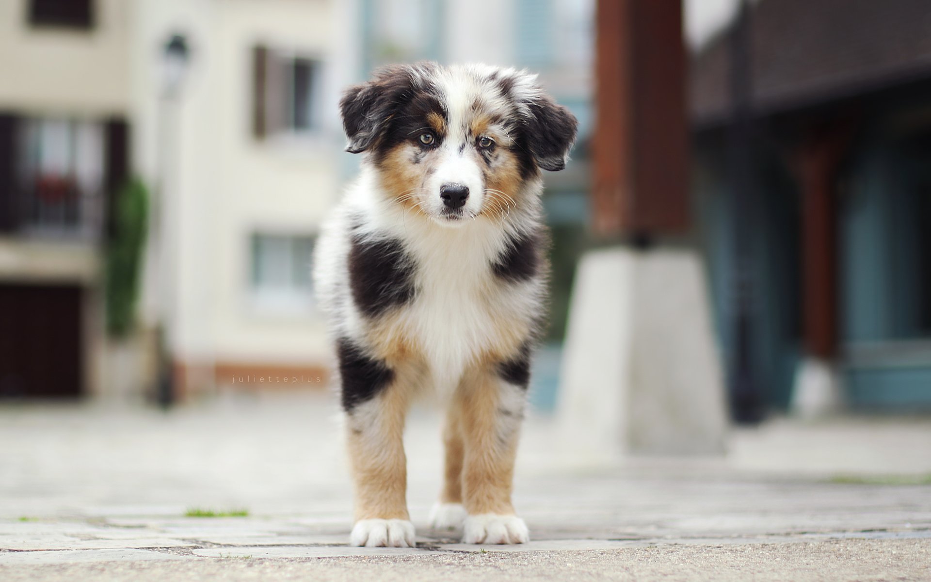 Обои взгляд, щенок, австралийская овчарка, аусси, marlow, : собака, juliette plus, look, puppy, australian shepherd, aussie, : dog разрешение 5472x3648 Загрузить