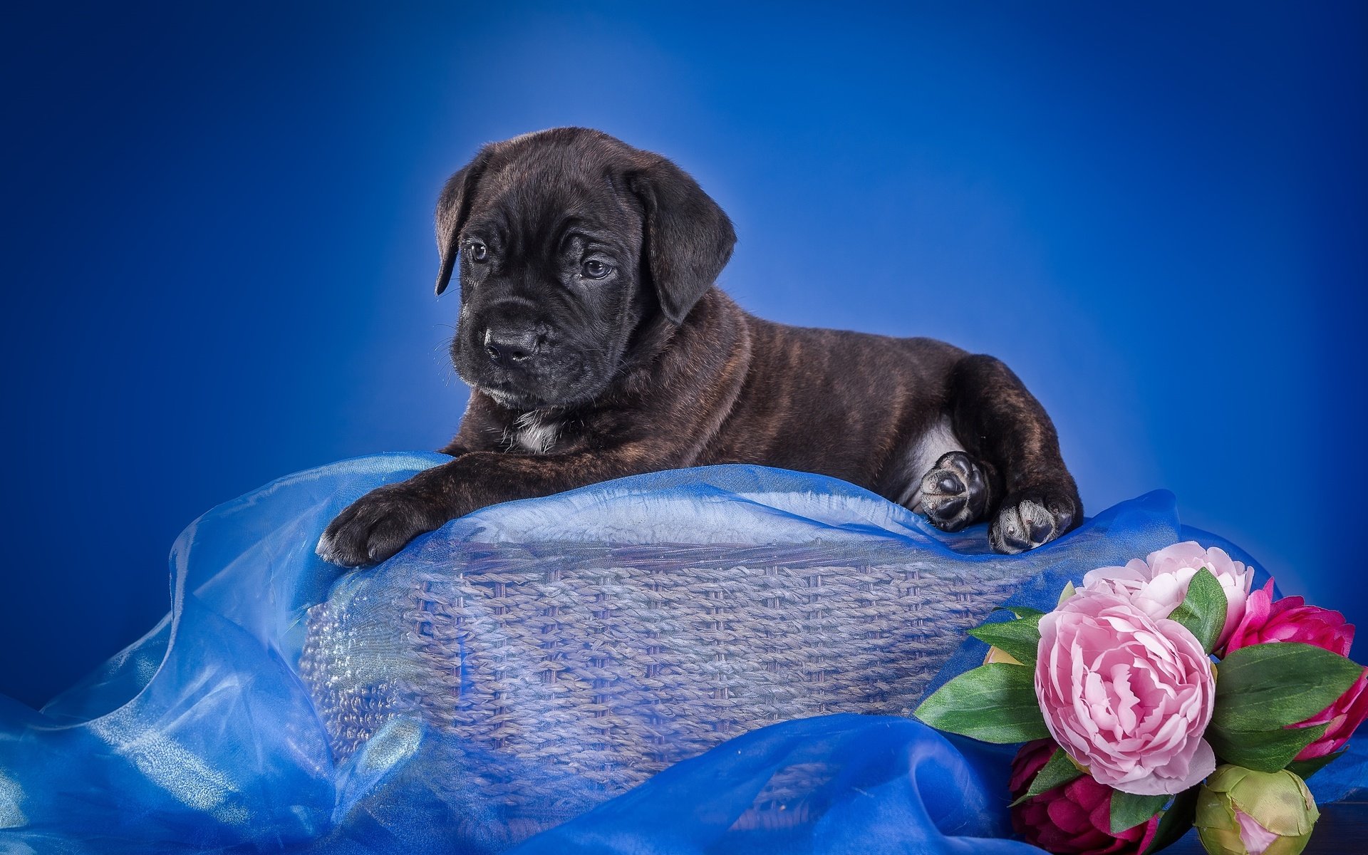 Обои цветы, щенок, ткань, корзина, кане-корсо, flowers, puppy, fabric, basket, cane corso разрешение 3600x2320 Загрузить