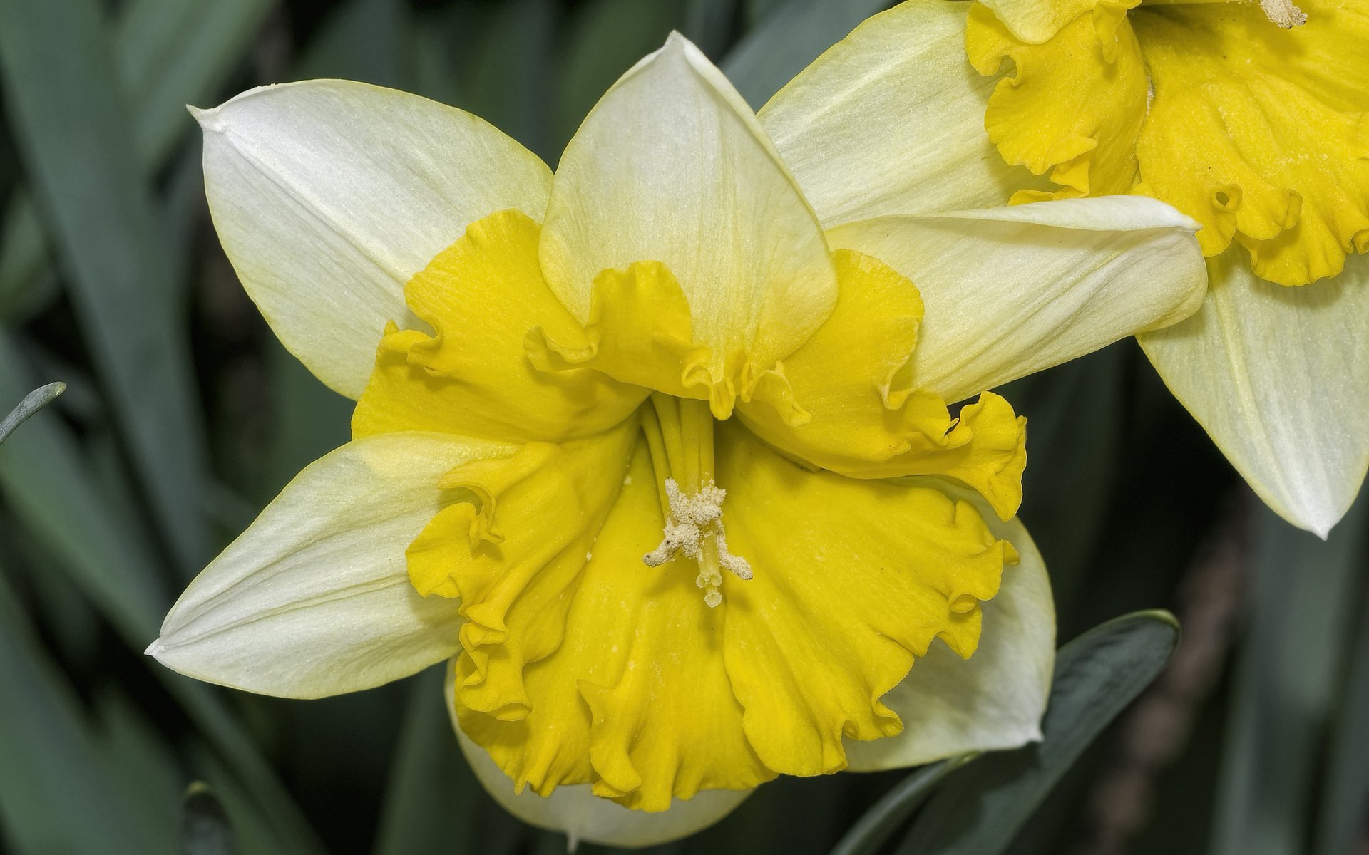 Обои цветы, макро, лепестки, нарциссы, flowers, macro, petals, daffodils разрешение 2048x1306 Загрузить